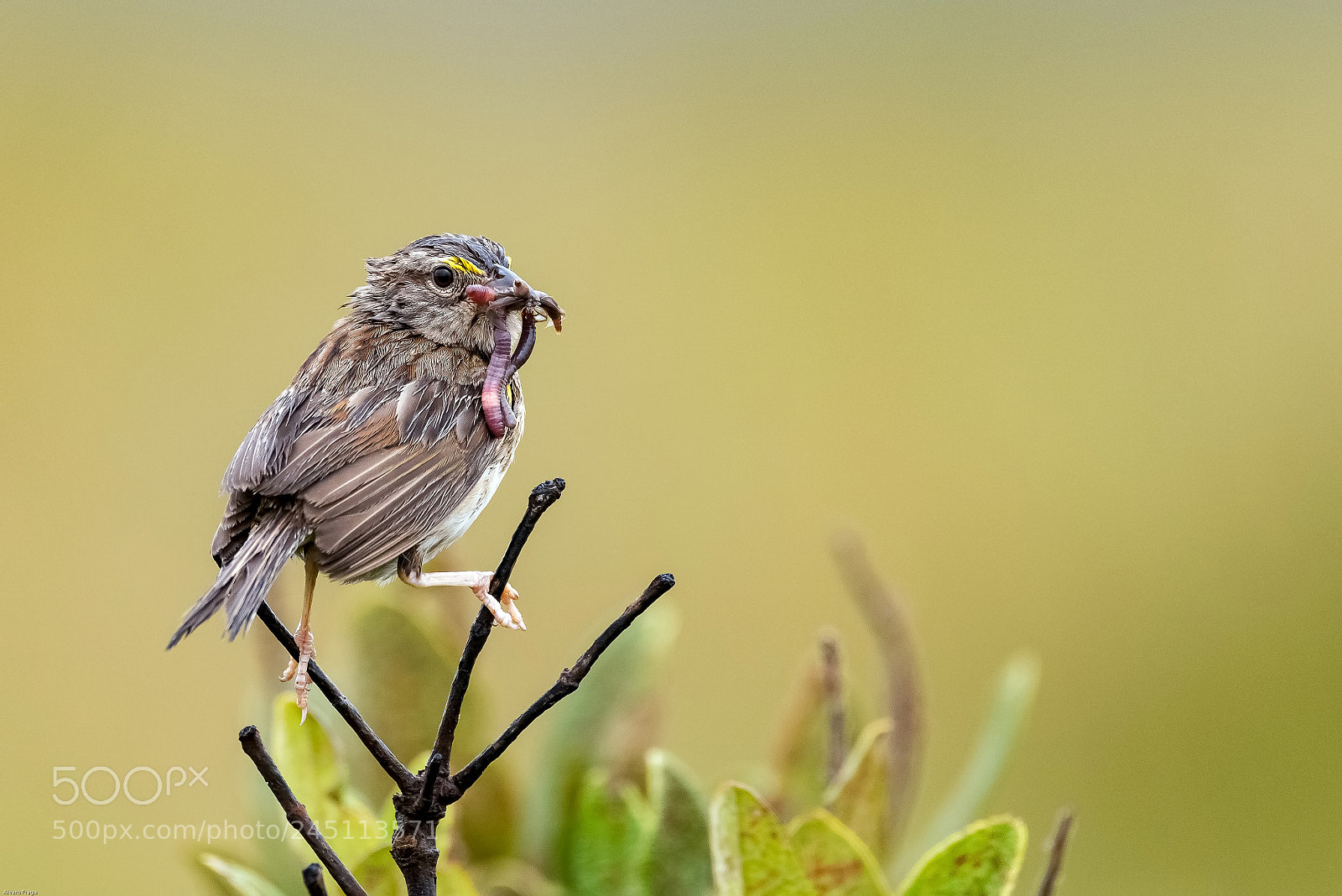 Nikon D810 sample photo. Snack in the rain photography