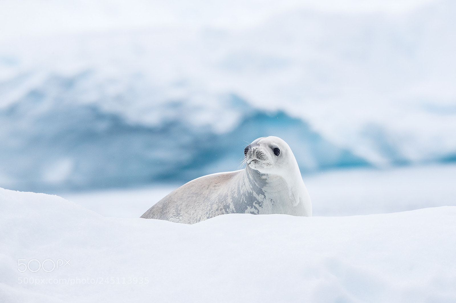 Canon EOS-1D X Mark II sample photo. Antartica 2018 photography