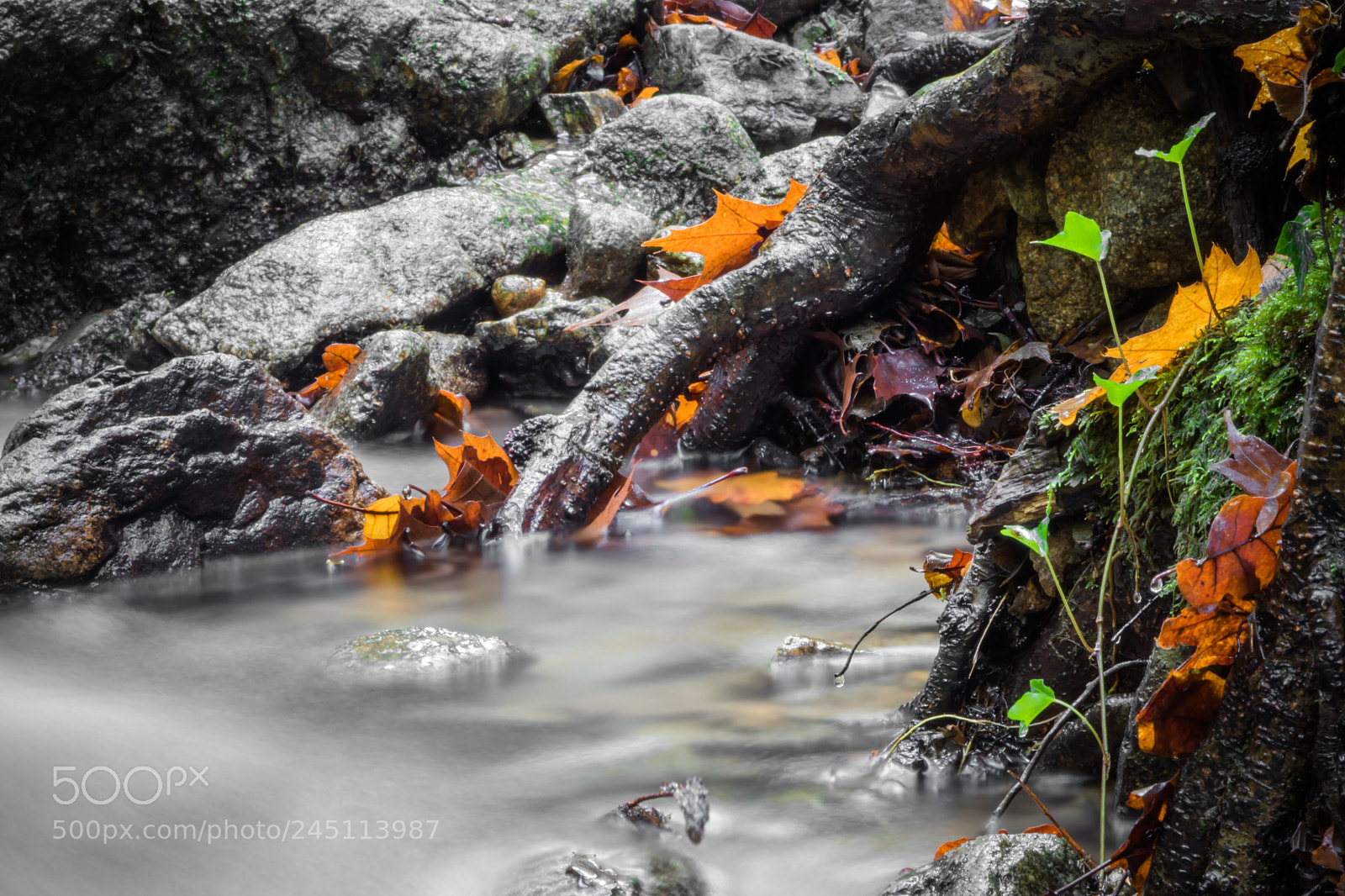 Canon EOS 760D (EOS Rebel T6s / EOS 8000D) sample photo. Fall drops photography