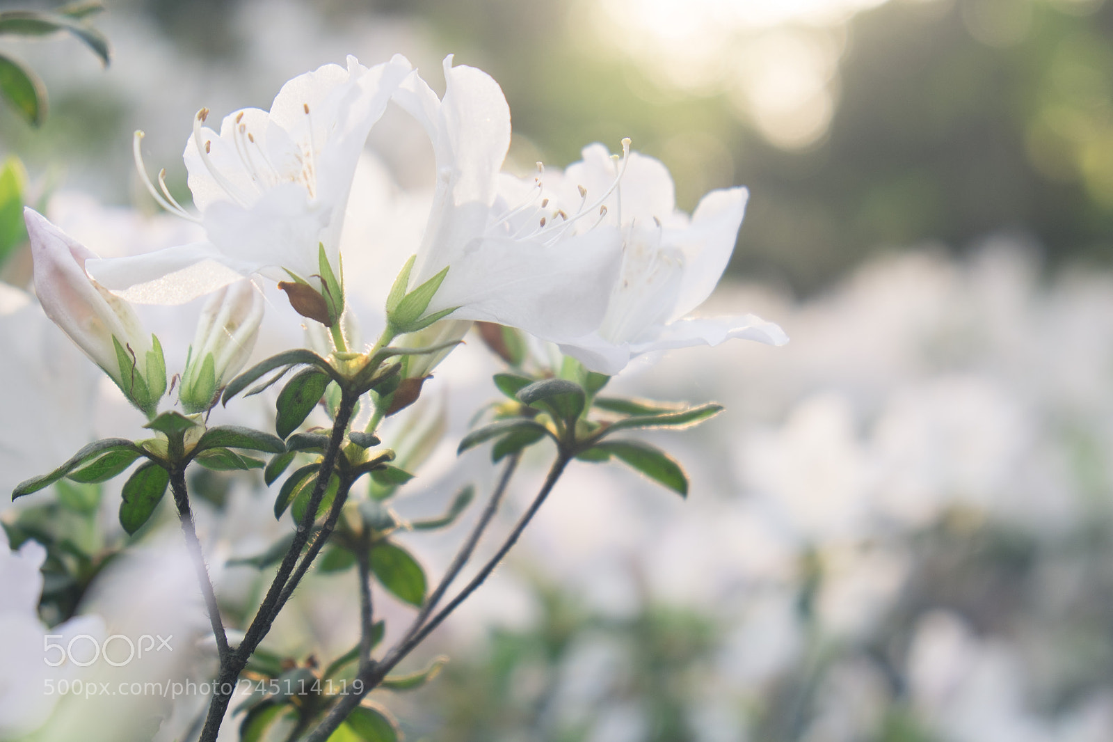 Fujifilm X-E2 sample photo. Flower photography