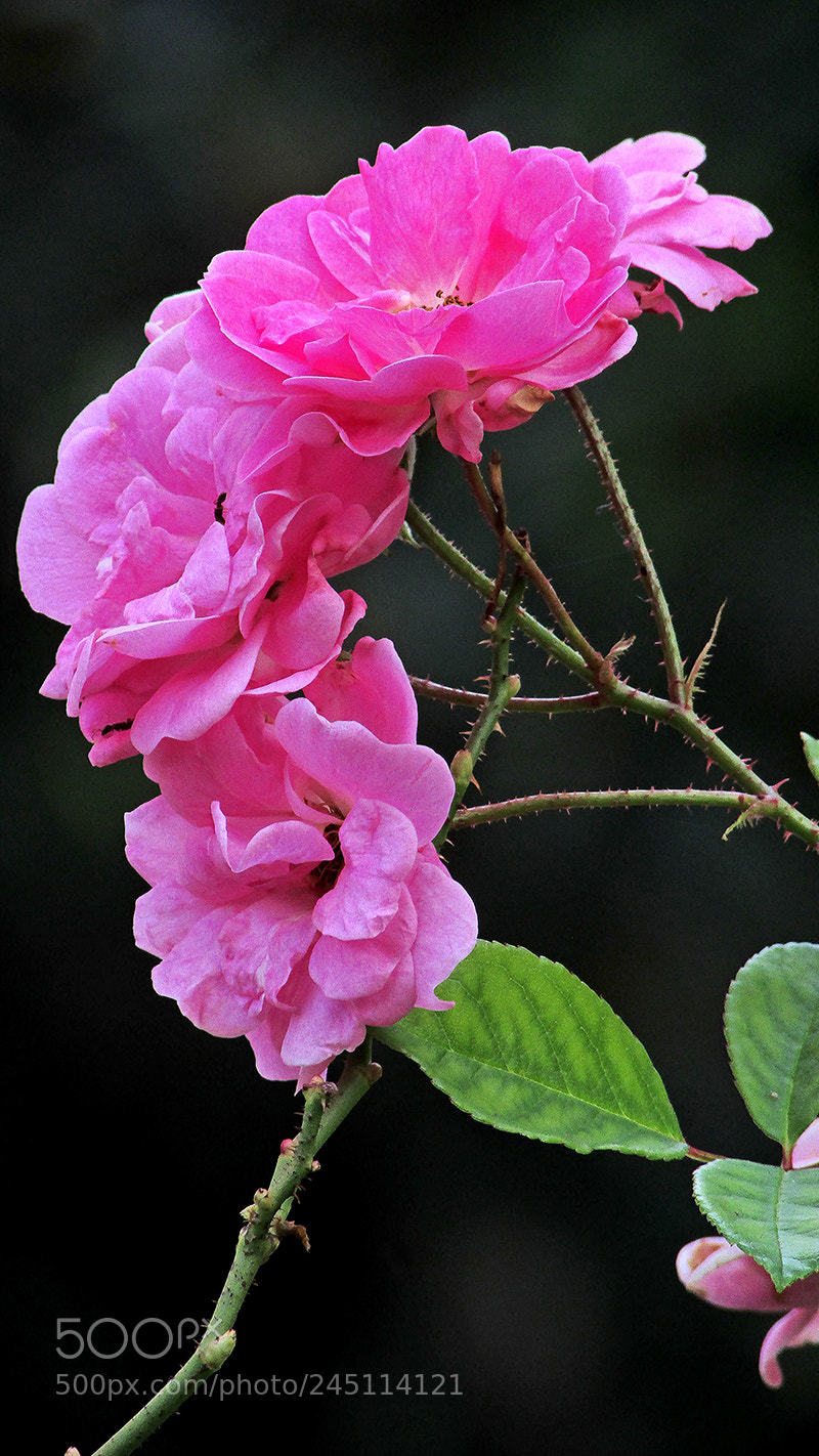 Canon PowerShot SX400 IS sample photo. Img photography