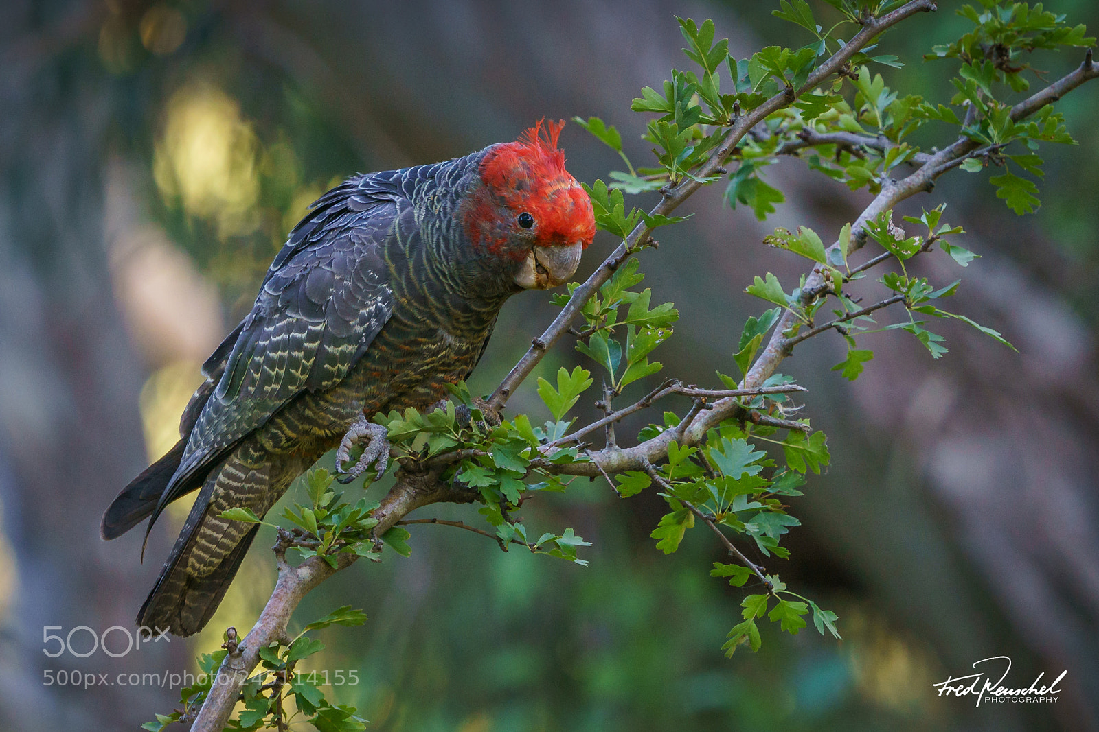 Sony a7R II sample photo. Juvenile male gang-gang cockatoo photography