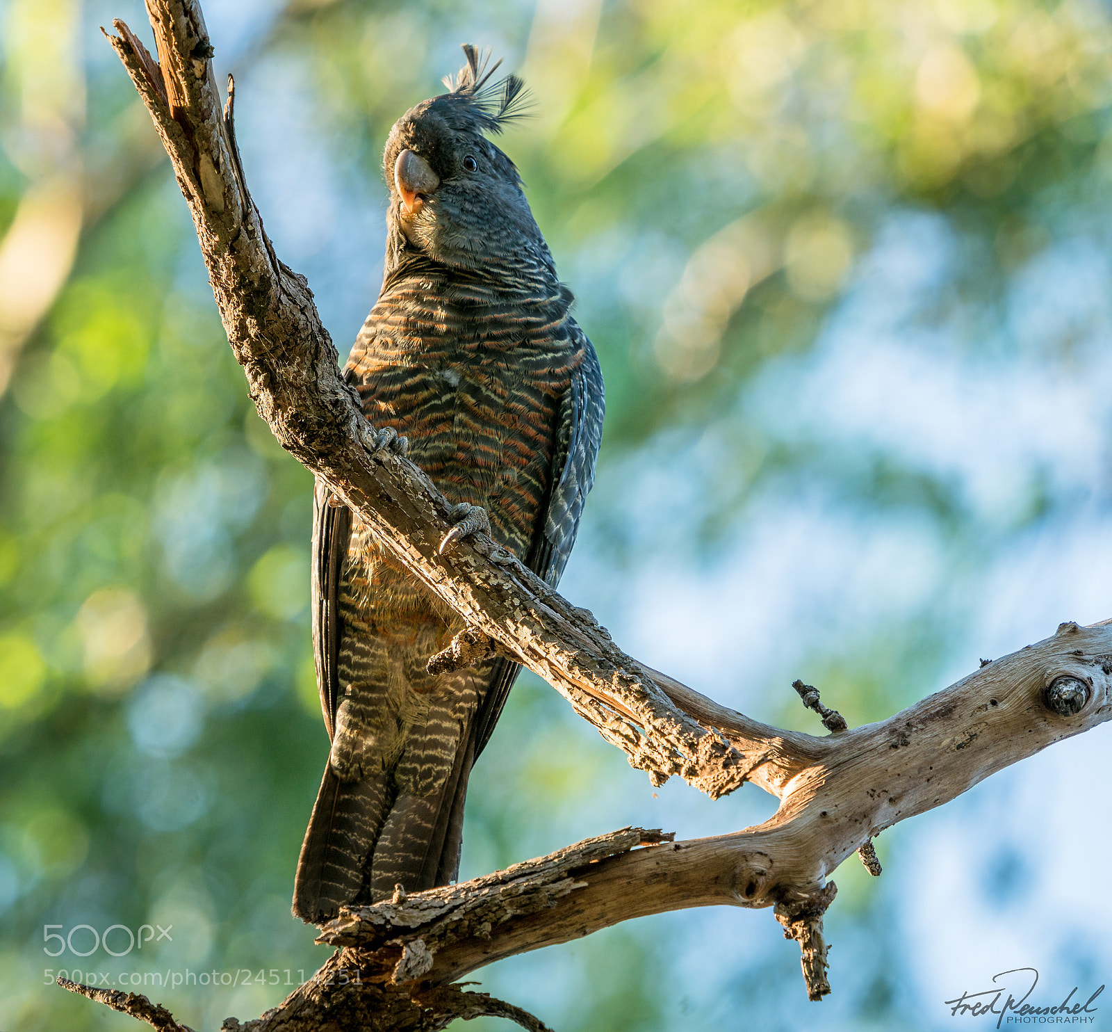 Sony a7R II sample photo. Female cockatoo photography