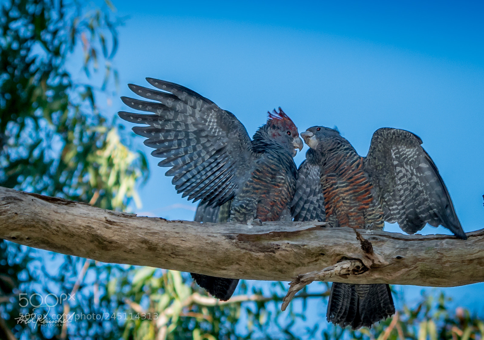 Sony a7R II sample photo. ...greetings sister! photography