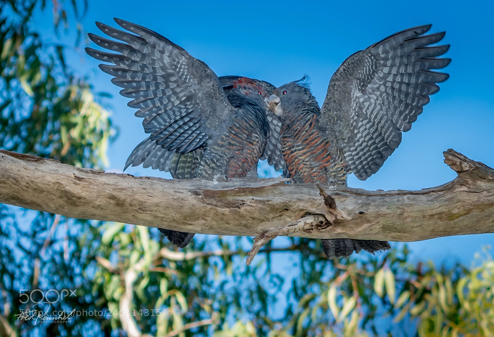 Sony a7R II sample photo. ...free as a bird photography