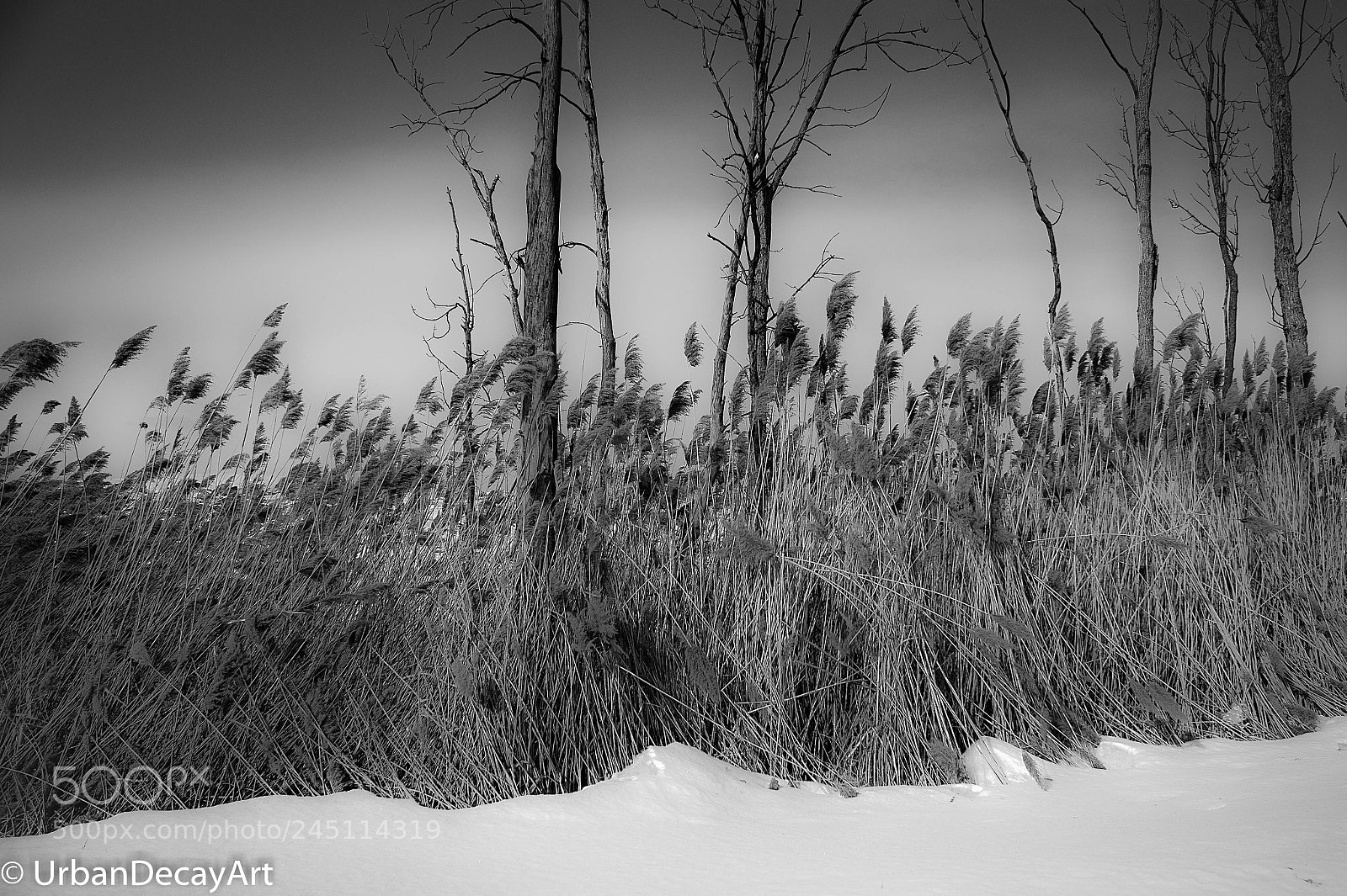 Nikon Df sample photo. Bull rushes photography