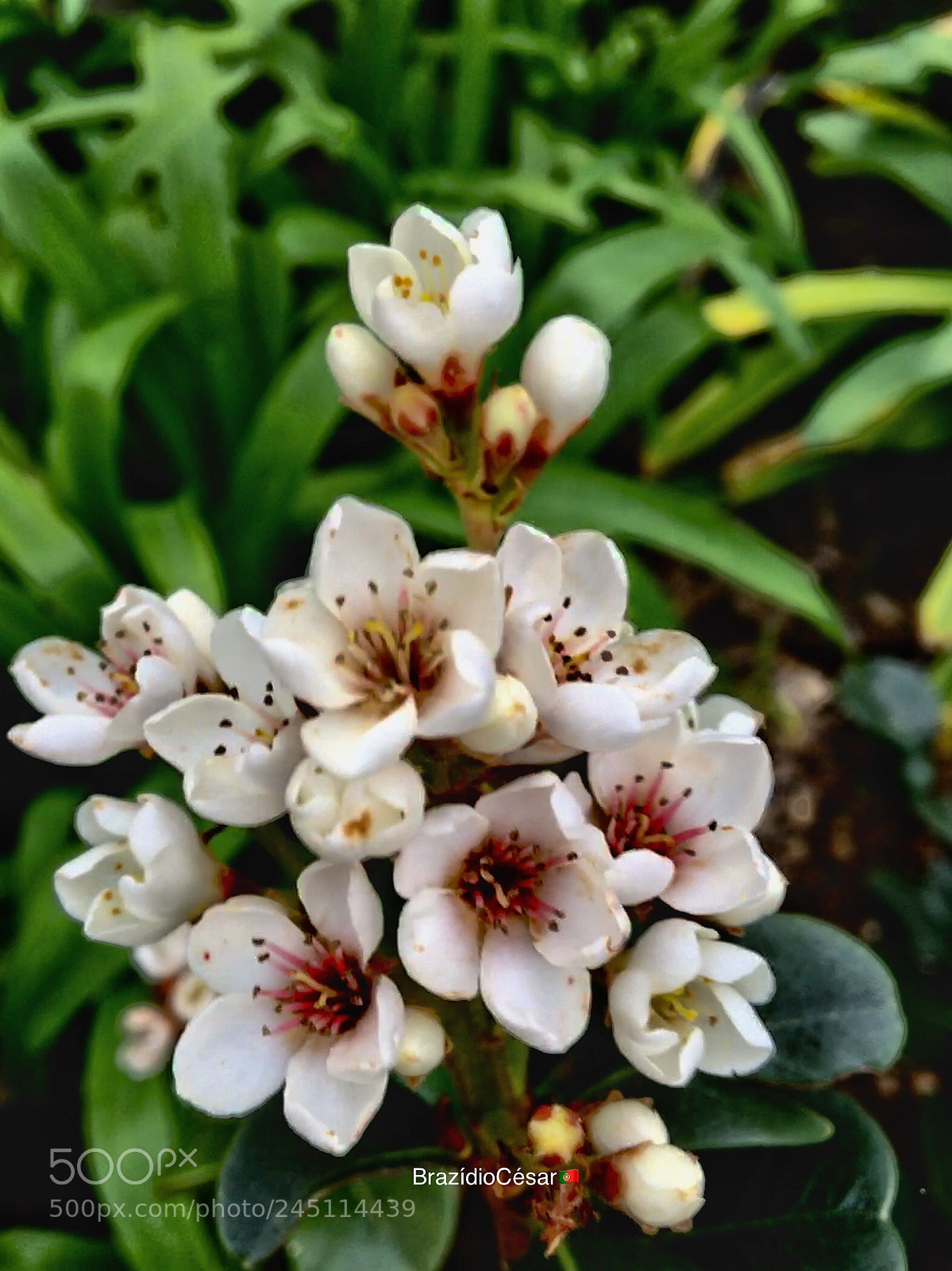 Apple iPhone 6s sample photo. Untitled photography