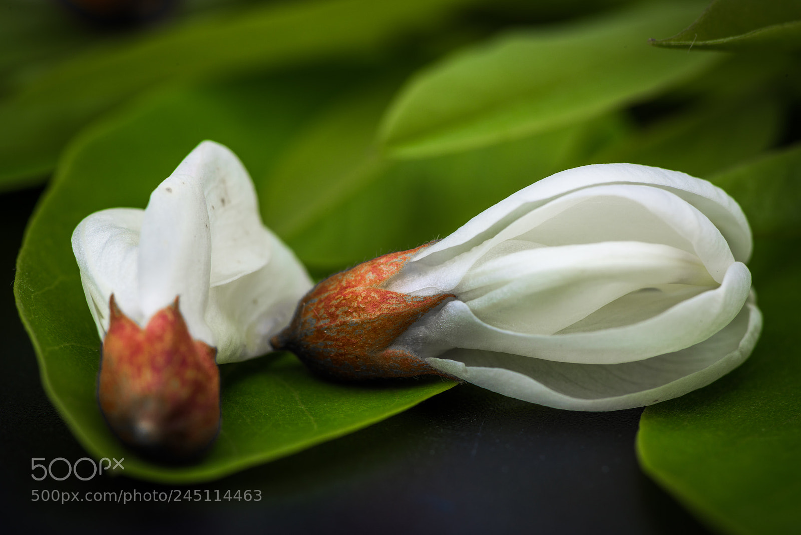 Nikon D810 sample photo. Black locust flowers robinia photography