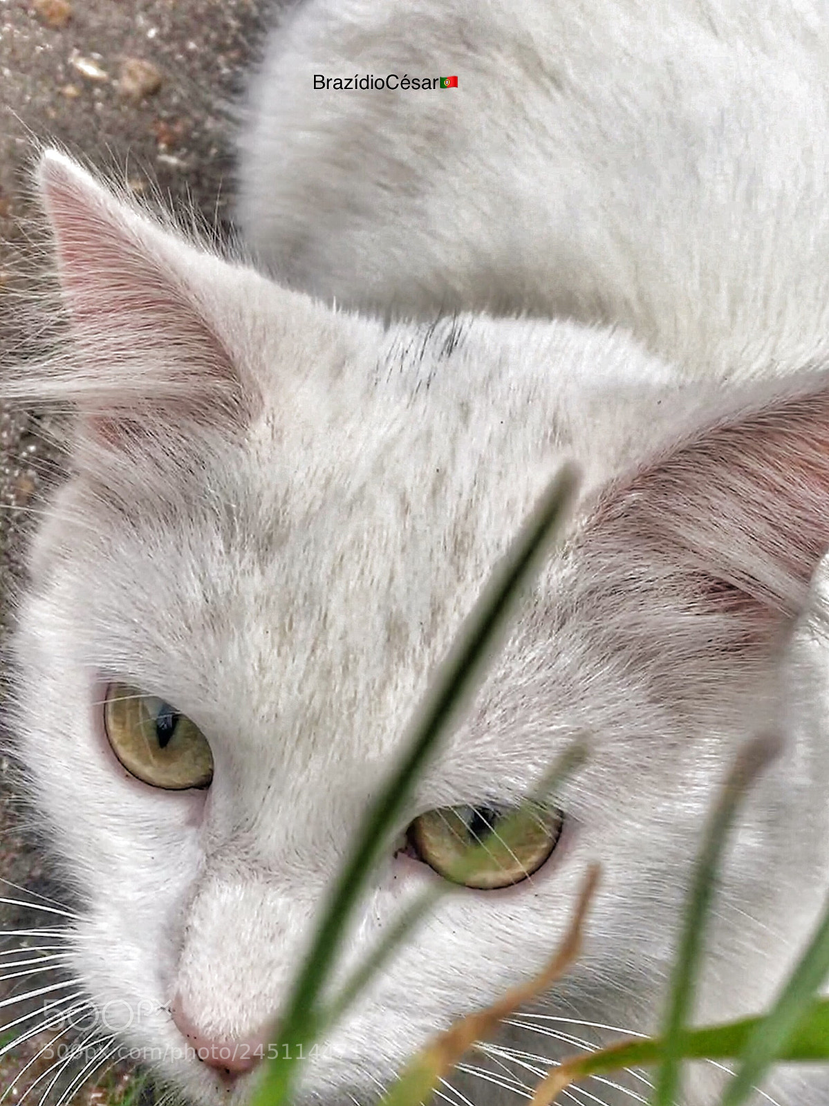 Apple iPhone 6s sample photo. Untitled photography