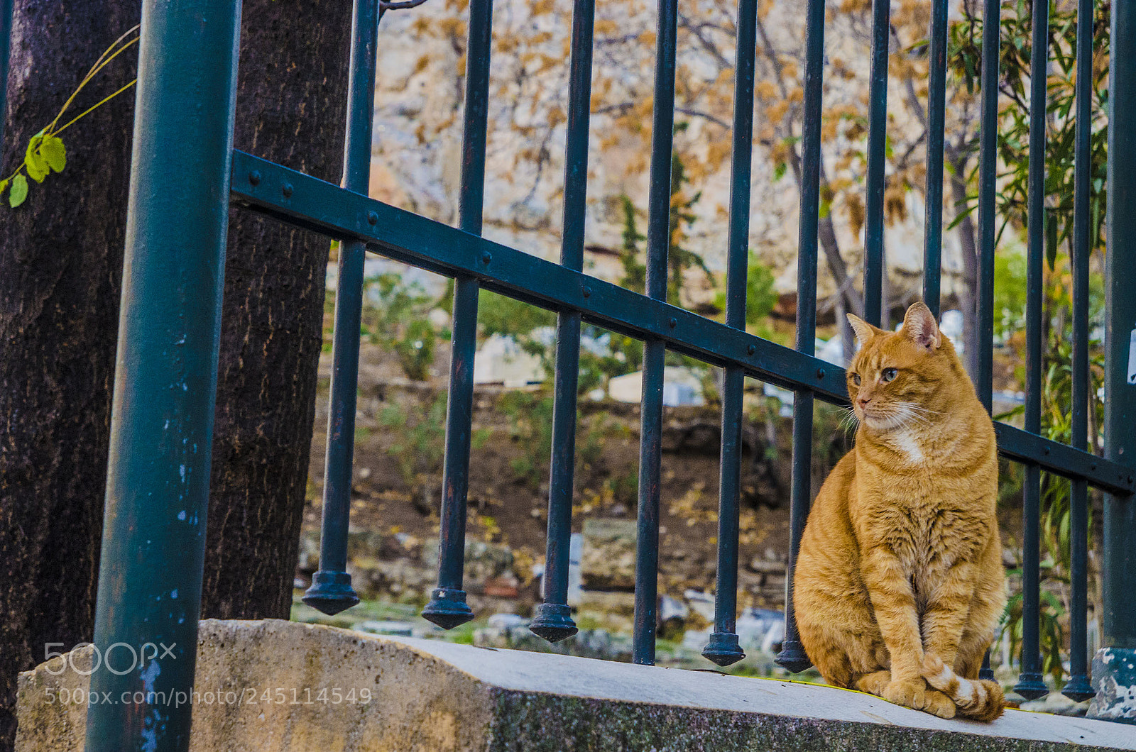 Nikon D5100 sample photo. Gato photography