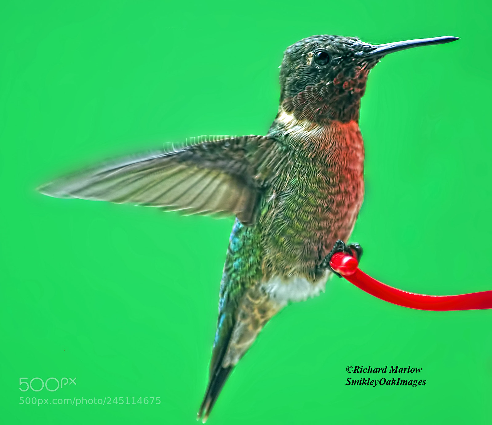 Nikon D5000 sample photo. Hummingbird photography