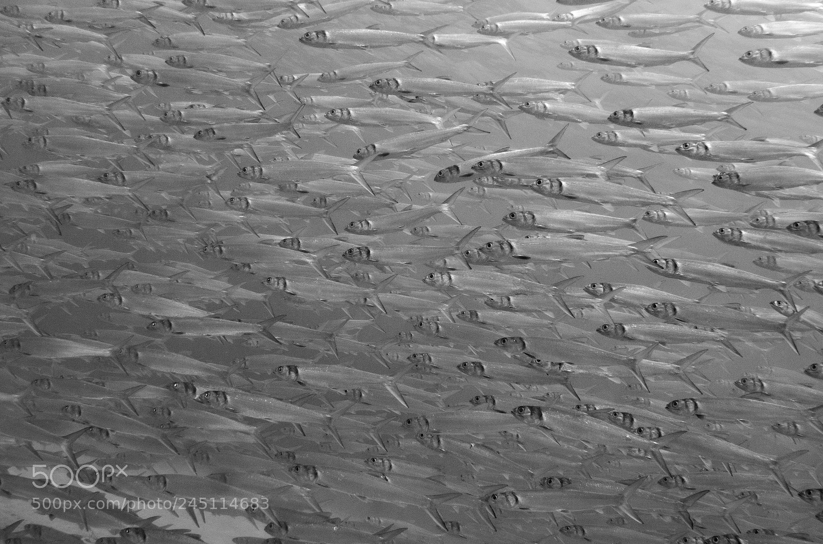 Sony Cyber-shot DSC-RX100 II sample photo. School of ladyfish photography