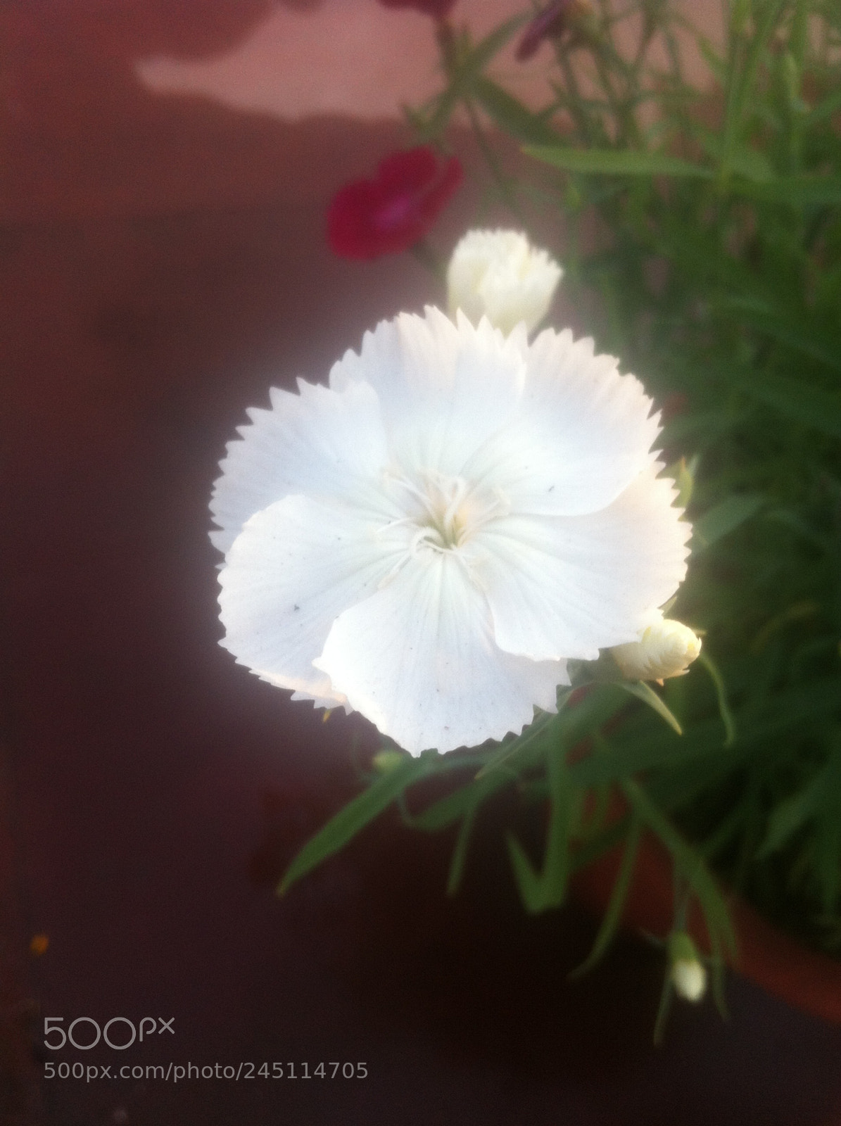 Apple iPhone 4 sample photo. Img photography