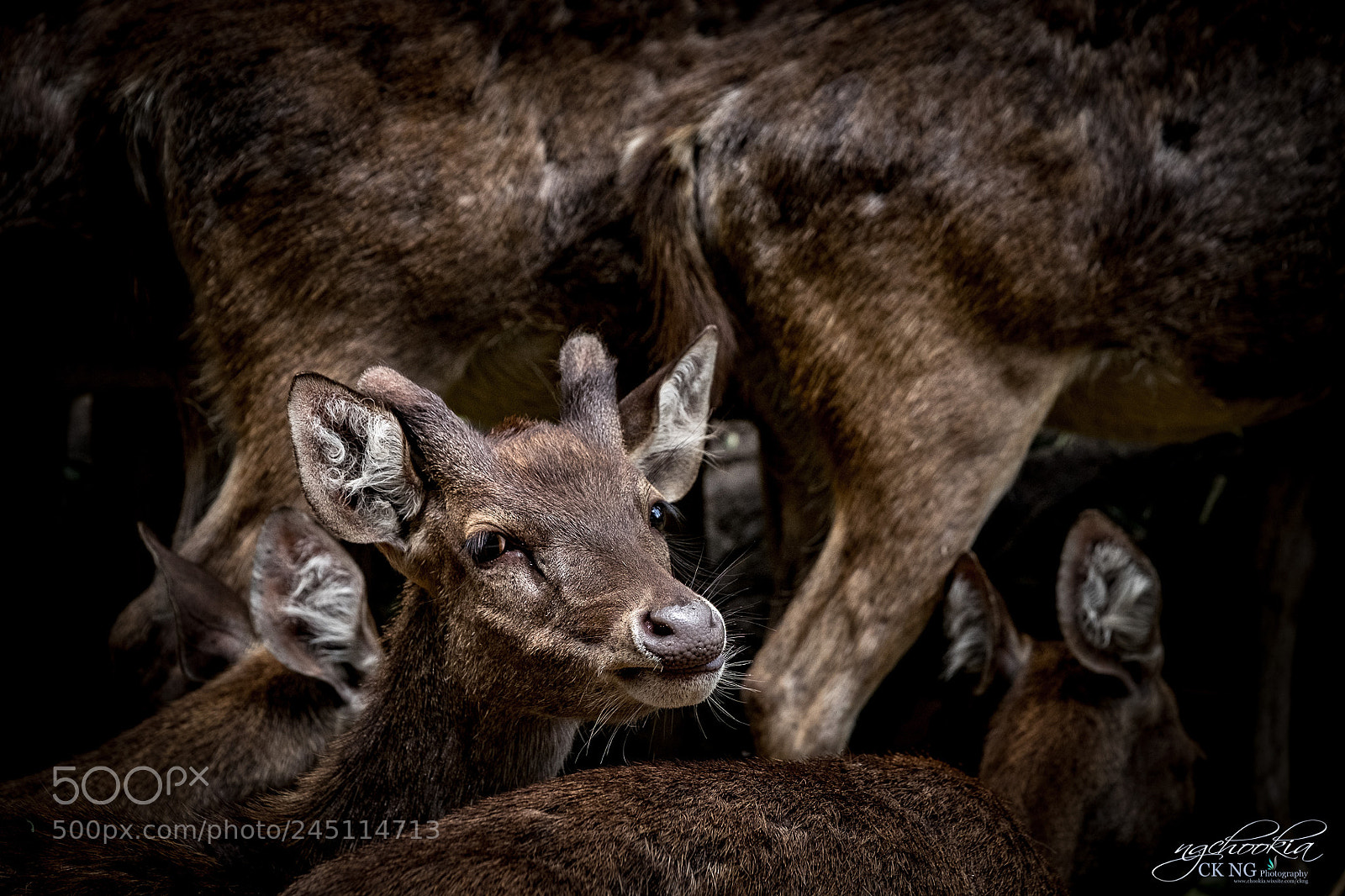 Fujifilm X-T1 sample photo. Deer ii malang east photography
