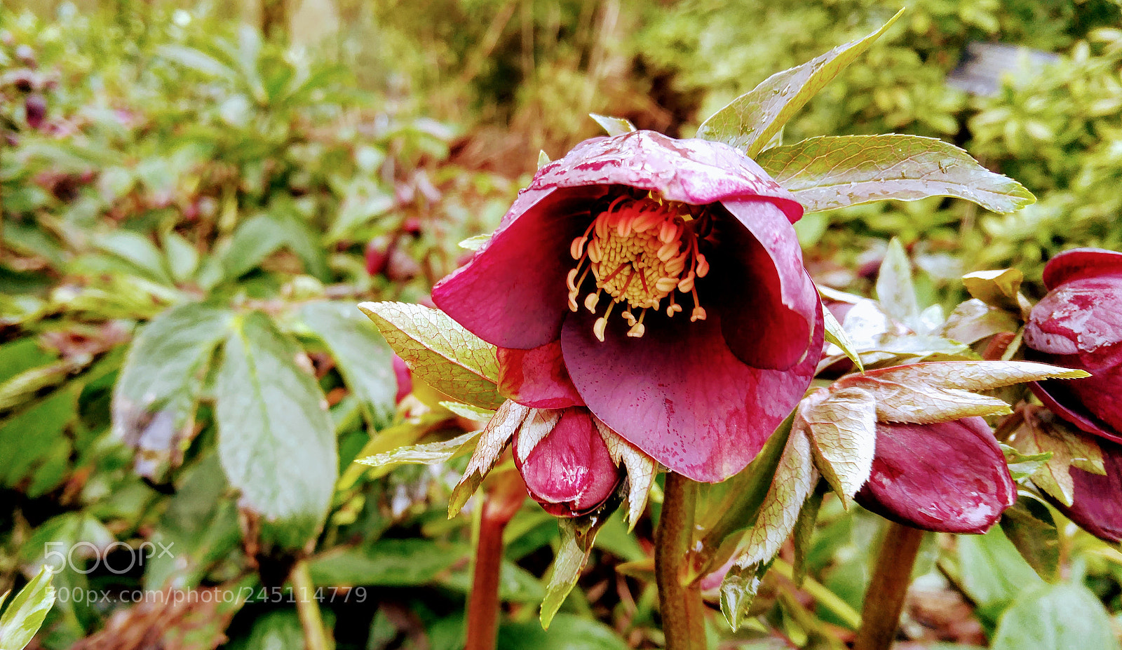 LG G4 sample photo. Christmas rose photography