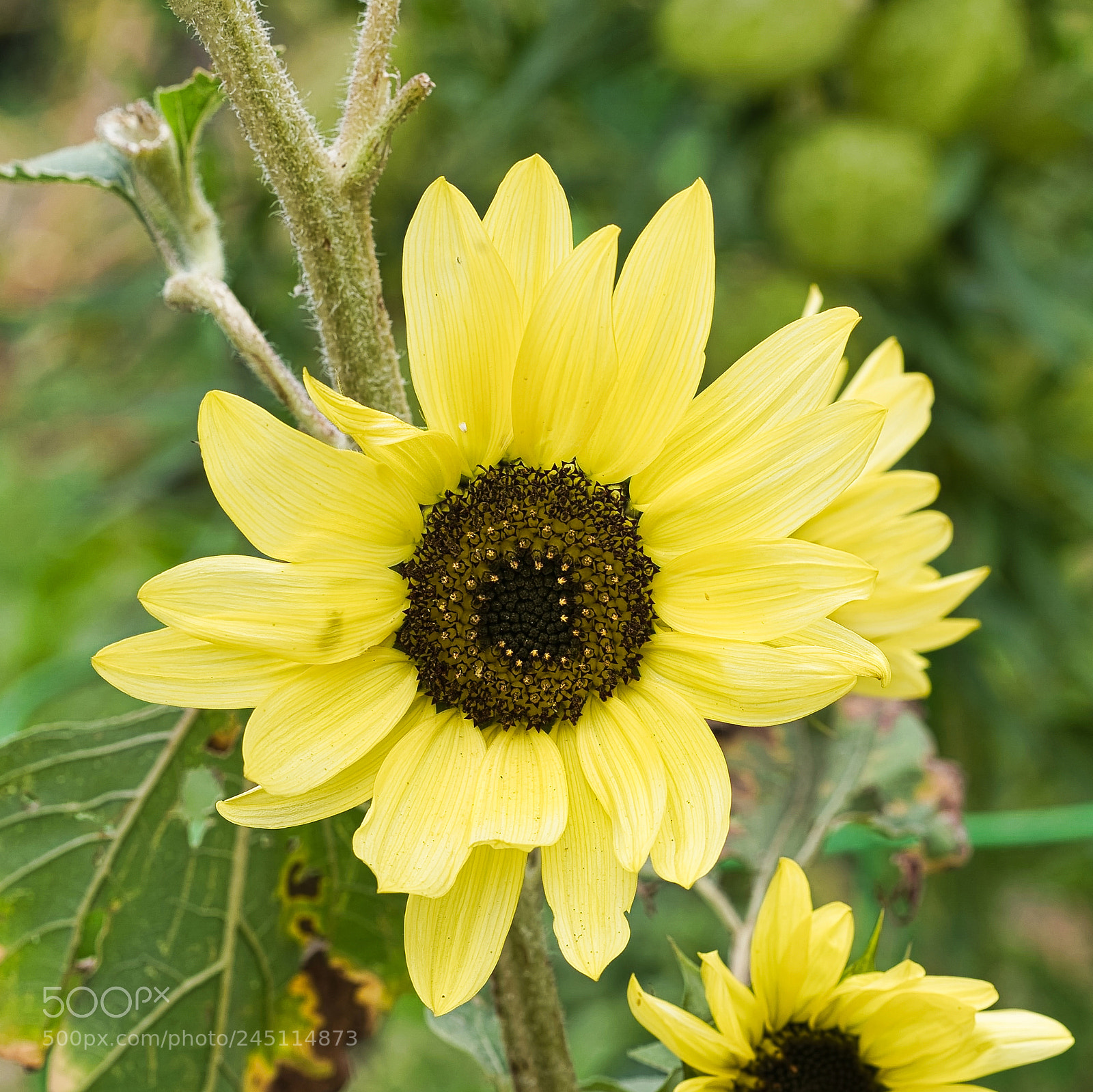Sony a9 sample photo. Thankyou for coming home photography