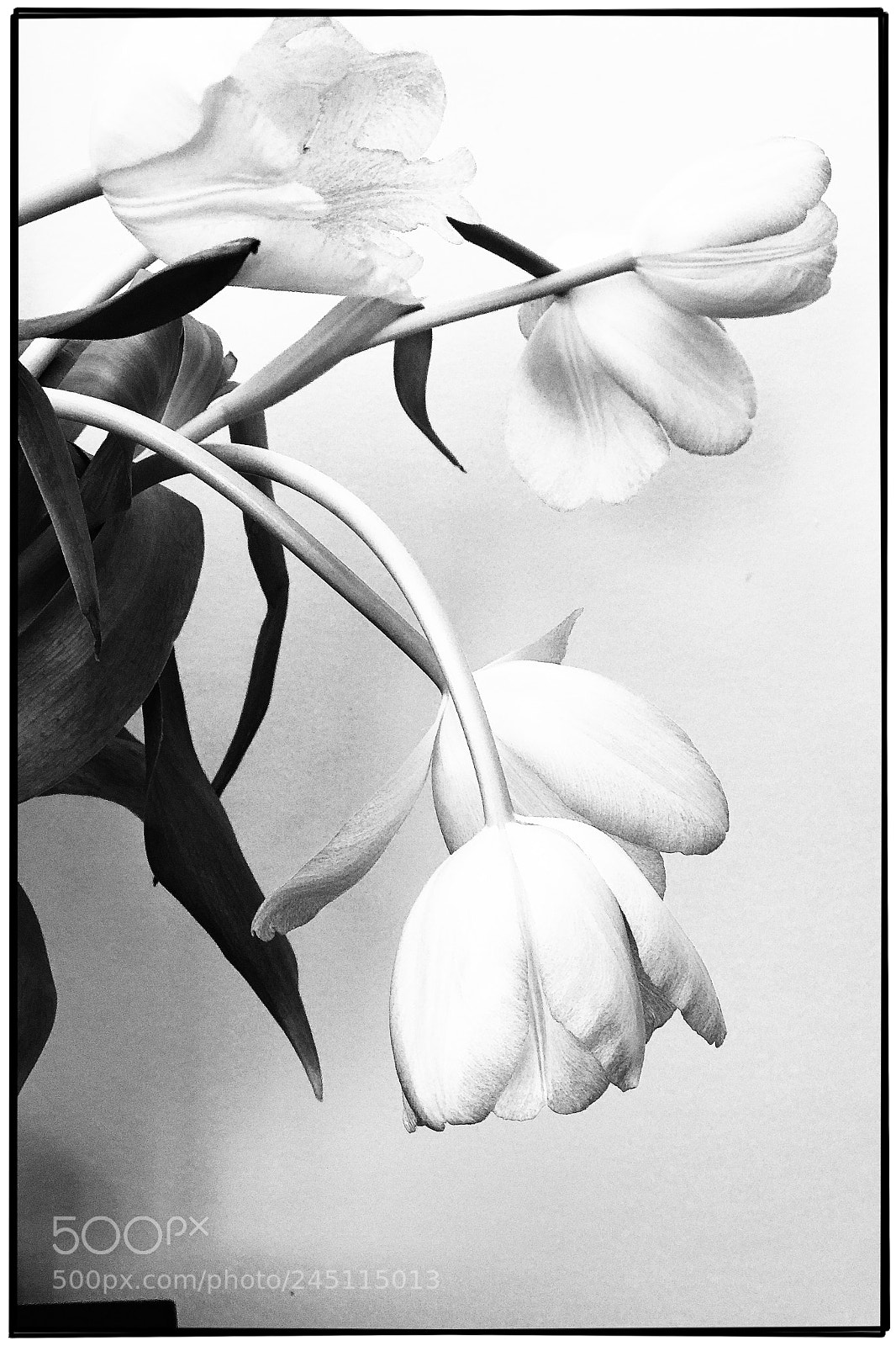 Apple iPhone 7 Plus sample photo. Tulips photography