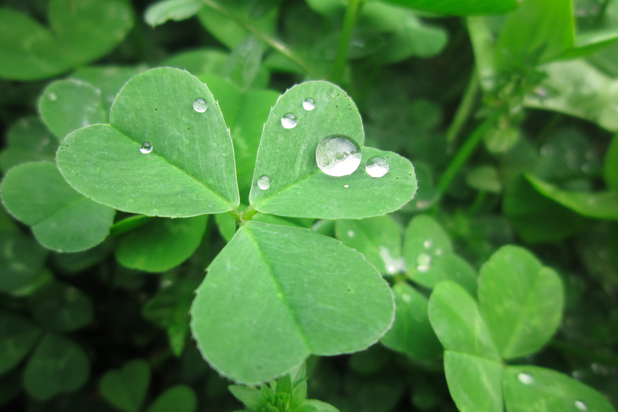 Canon PowerShot A3200 IS sample photo. Rain drops on clover photography
