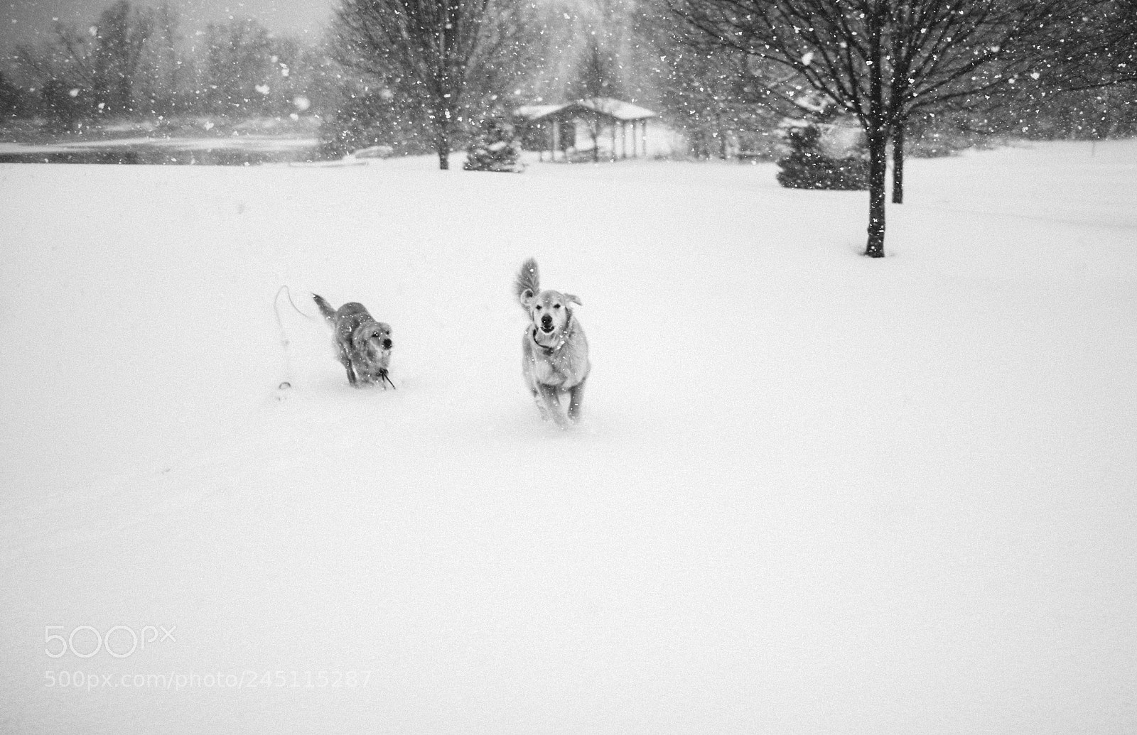 Canon EOS 100D (EOS Rebel SL1 / EOS Kiss X7) sample photo. March snowstorm photography