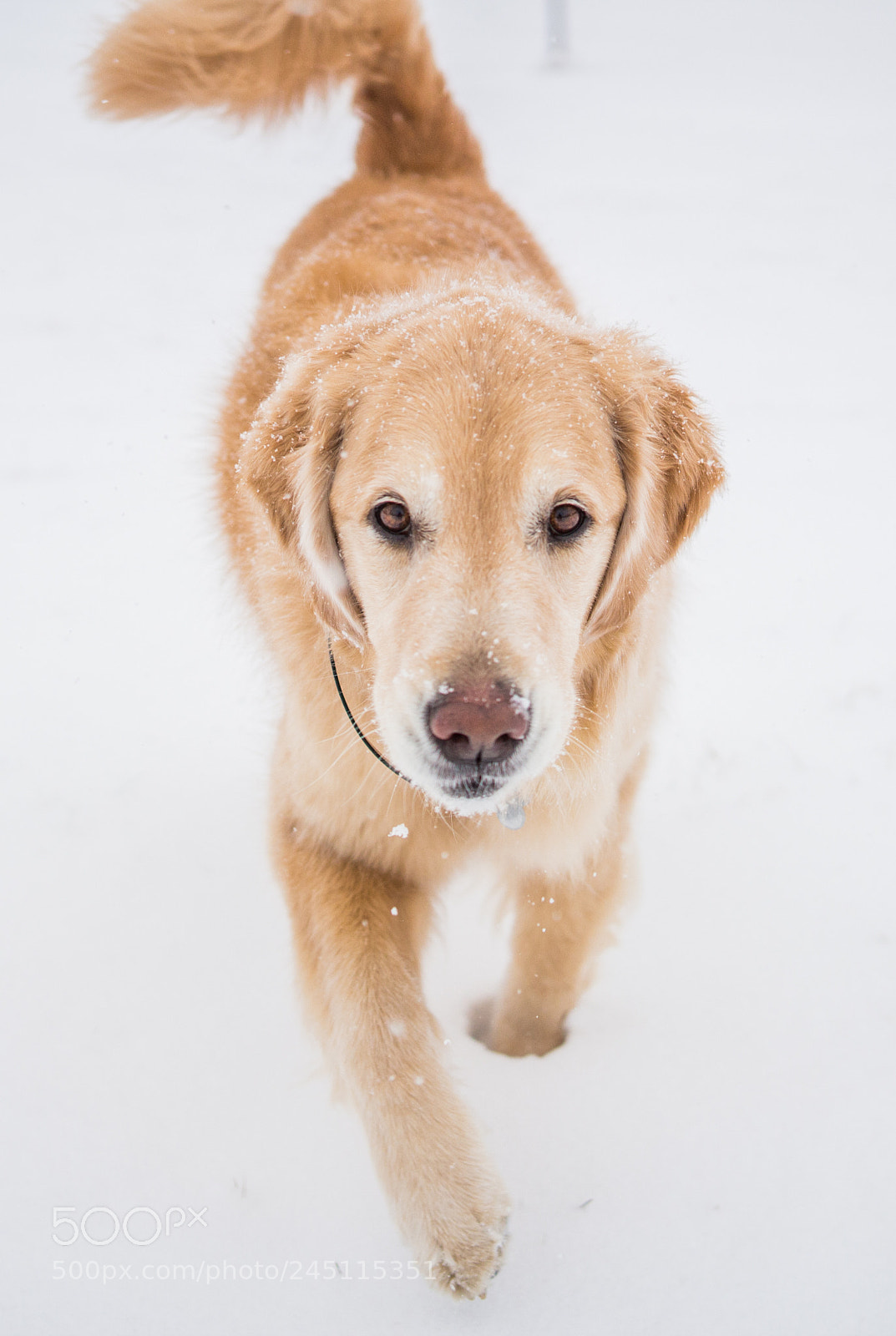 Canon EOS 100D (EOS Rebel SL1 / EOS Kiss X7) sample photo. Golden retriever in snow photography