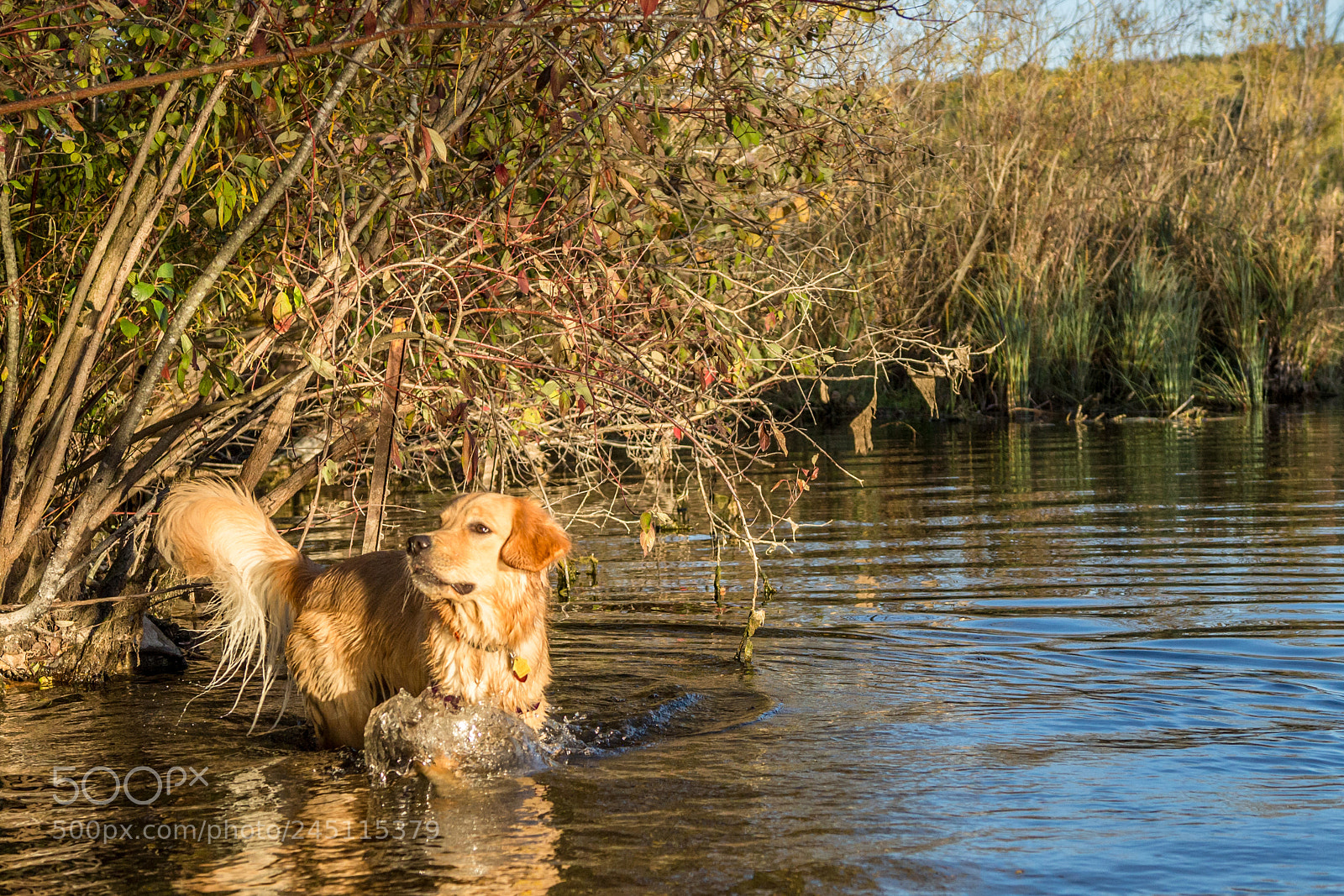 Canon EOS 100D (EOS Rebel SL1 / EOS Kiss X7) sample photo. Golden retriever photography