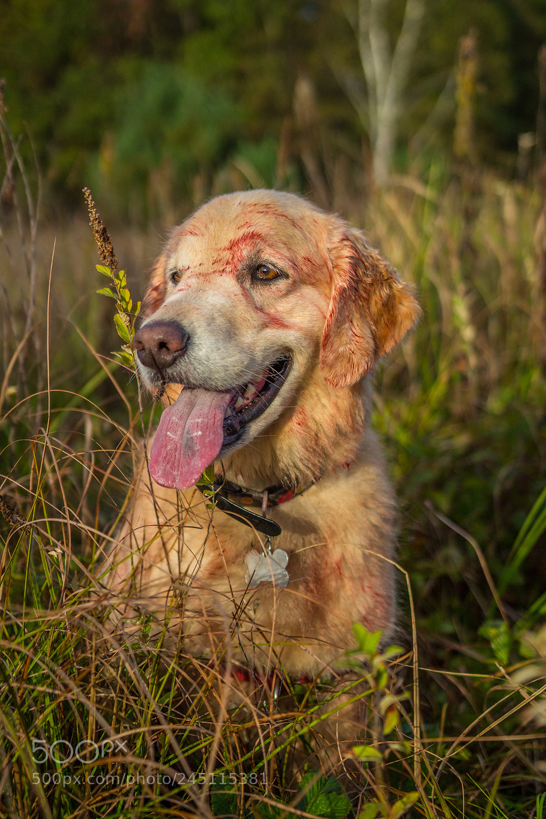 Canon EOS 100D (EOS Rebel SL1 / EOS Kiss X7) sample photo. Tracking dog photography