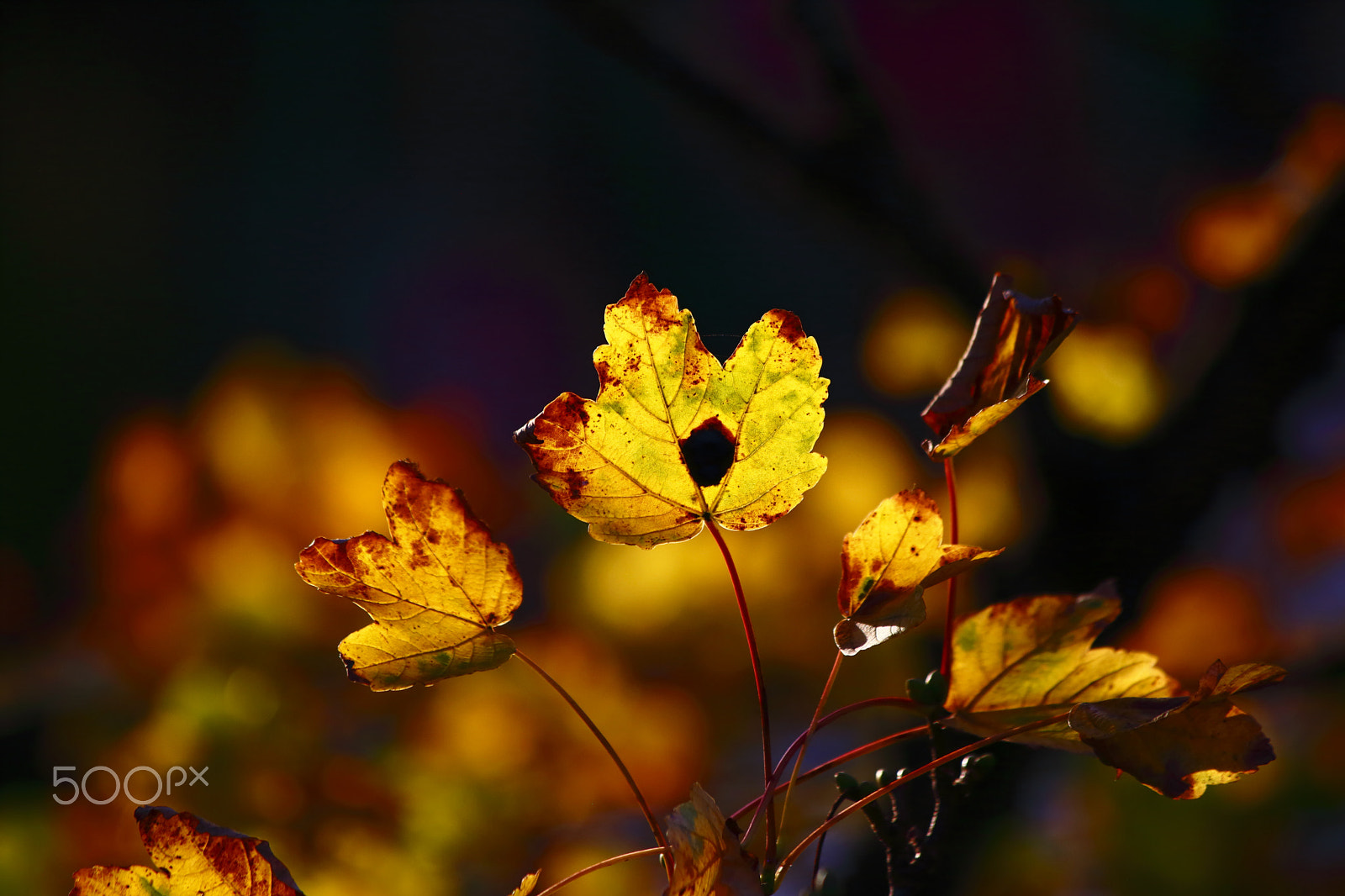 Canon EF 70-300mm F4-5.6 IS USM sample photo. Leaves photography