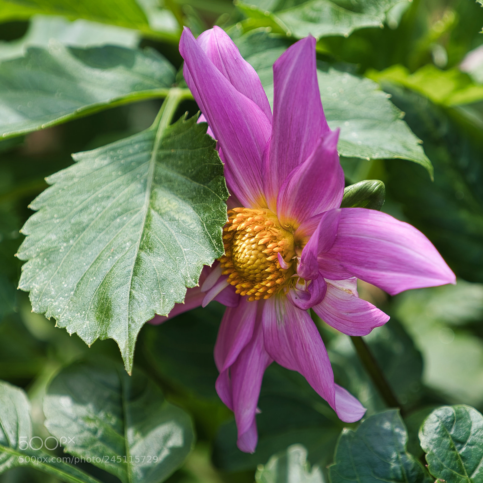 Sony a9 sample photo. You've got the power photography
