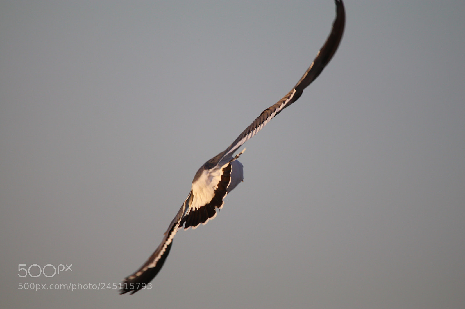 Tamron SP 150-600mm F5-6.3 Di VC USD sample photo. 完美的曲线the perfect curve photography
