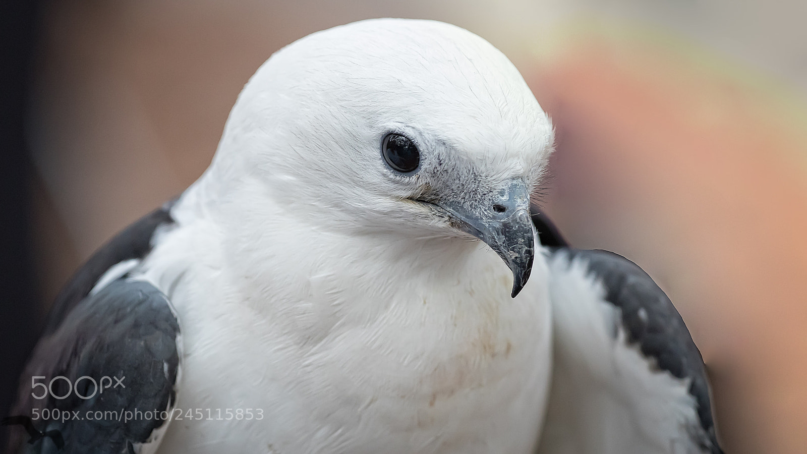 Canon EOS 7D Mark II sample photo. Royalty photography