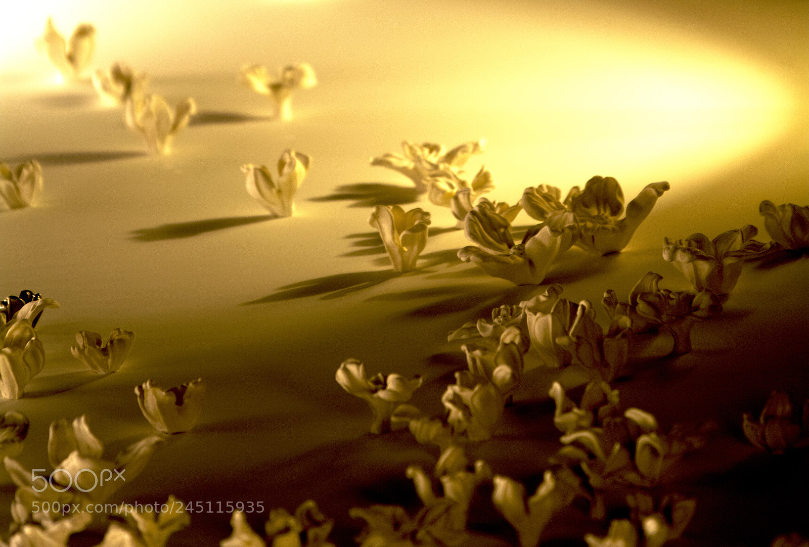 Nikon D5200 sample photo. Desert flower photography