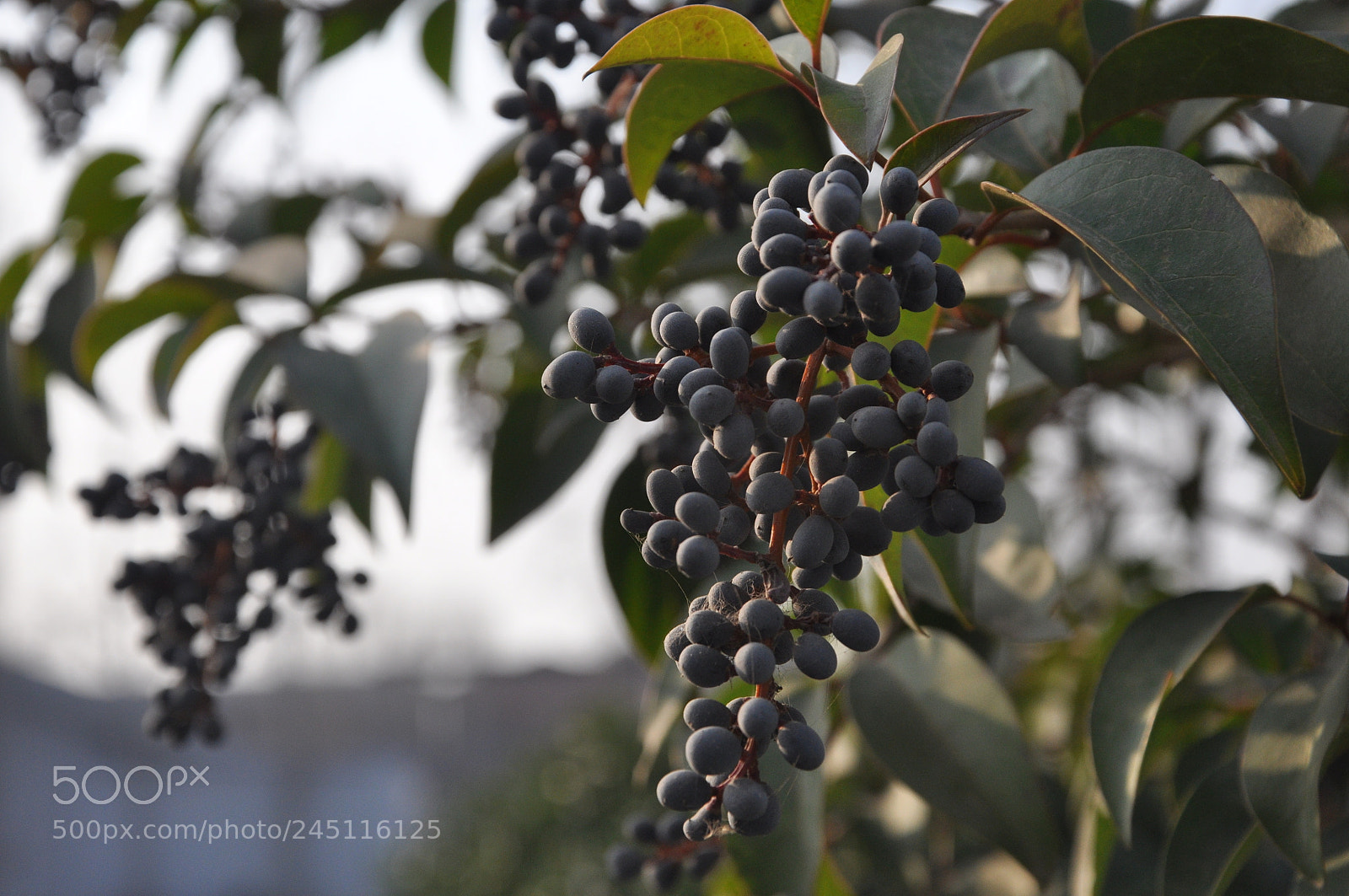 Nikon D90 sample photo. Untitled photography
