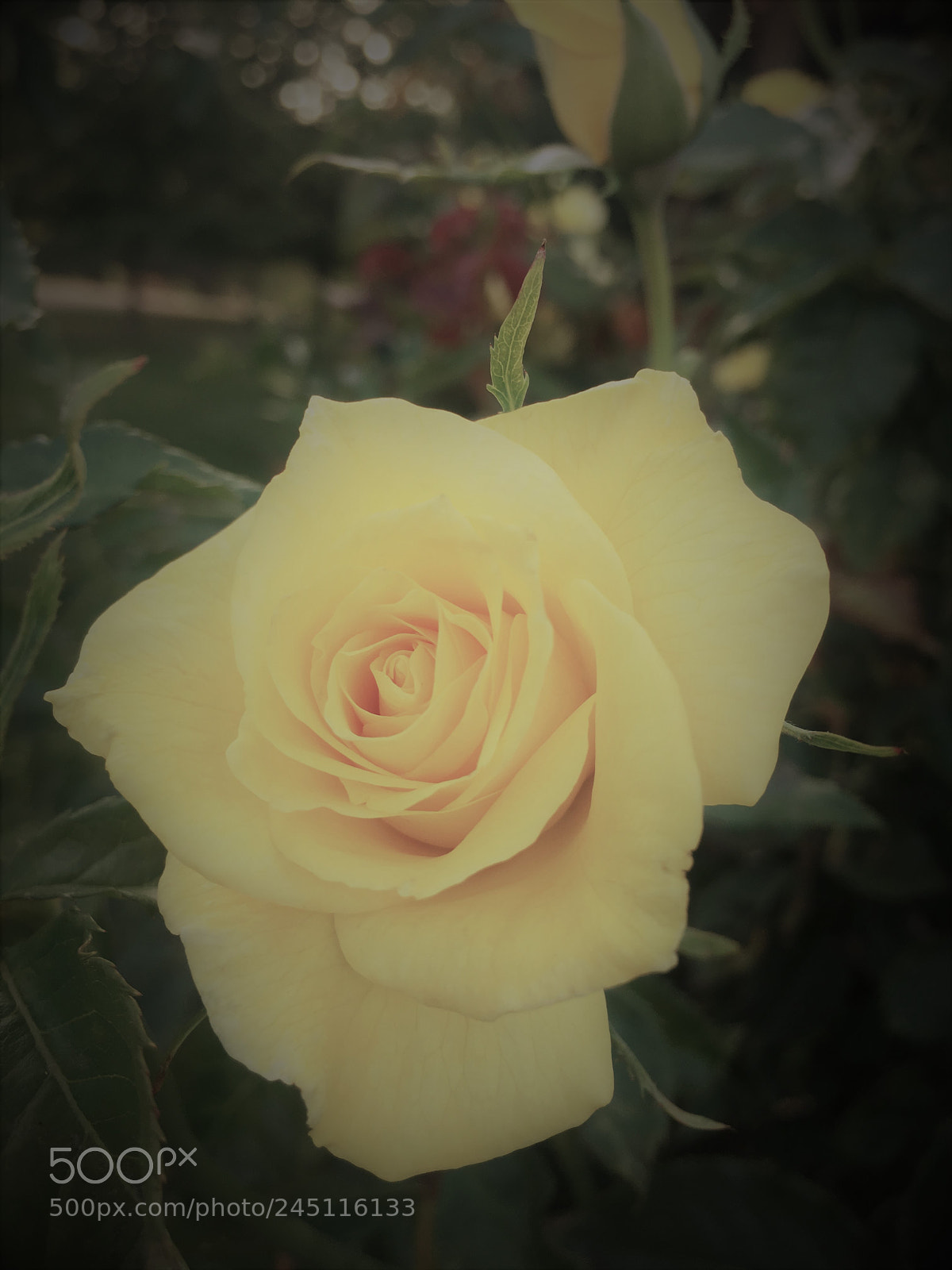 Apple iPhone 6s Plus sample photo. Rose burlesque photography