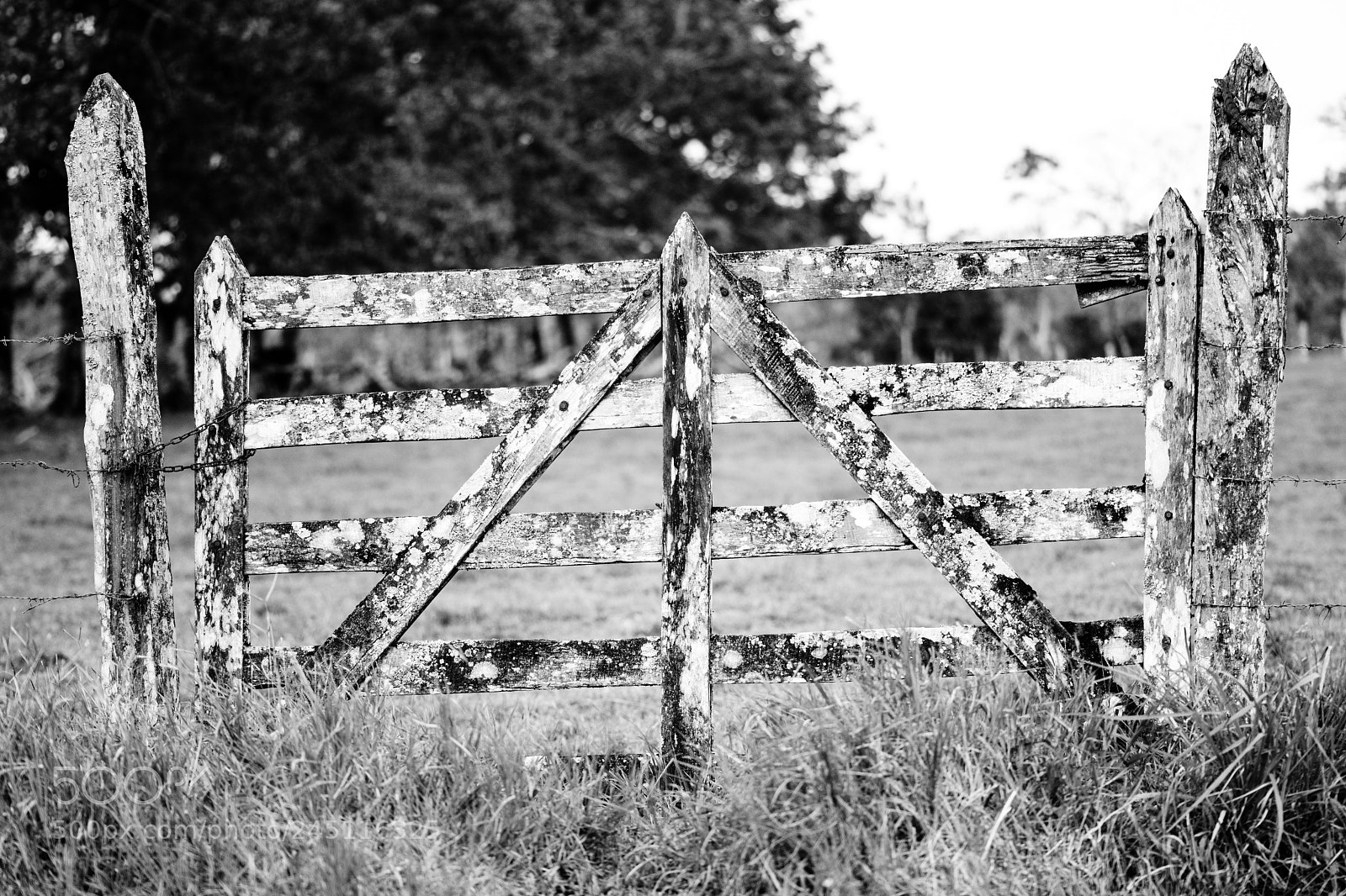 Nikon D500 sample photo. Puerta hacienda photography