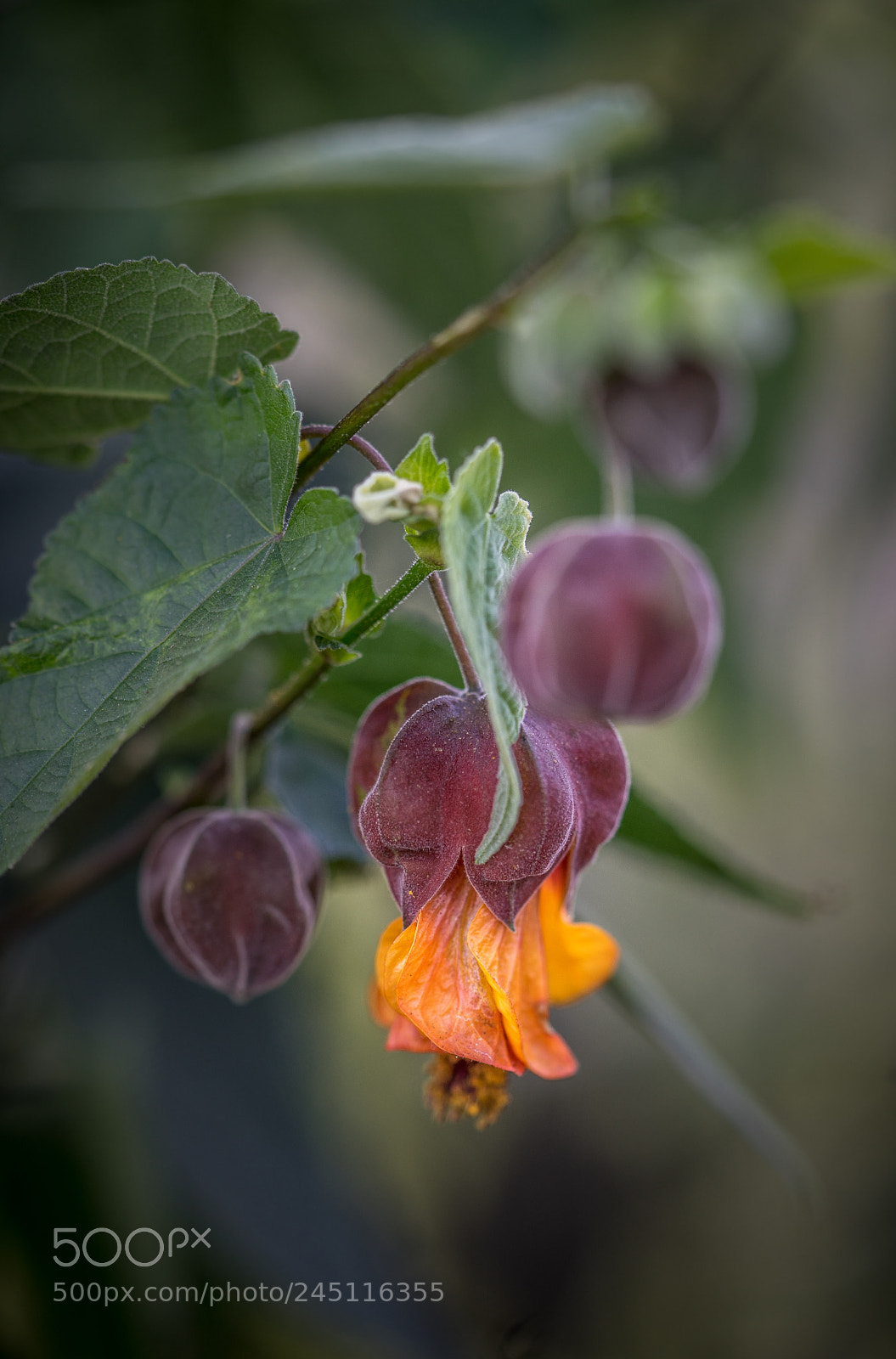 Sony a7 sample photo. Lunar new year flower photography
