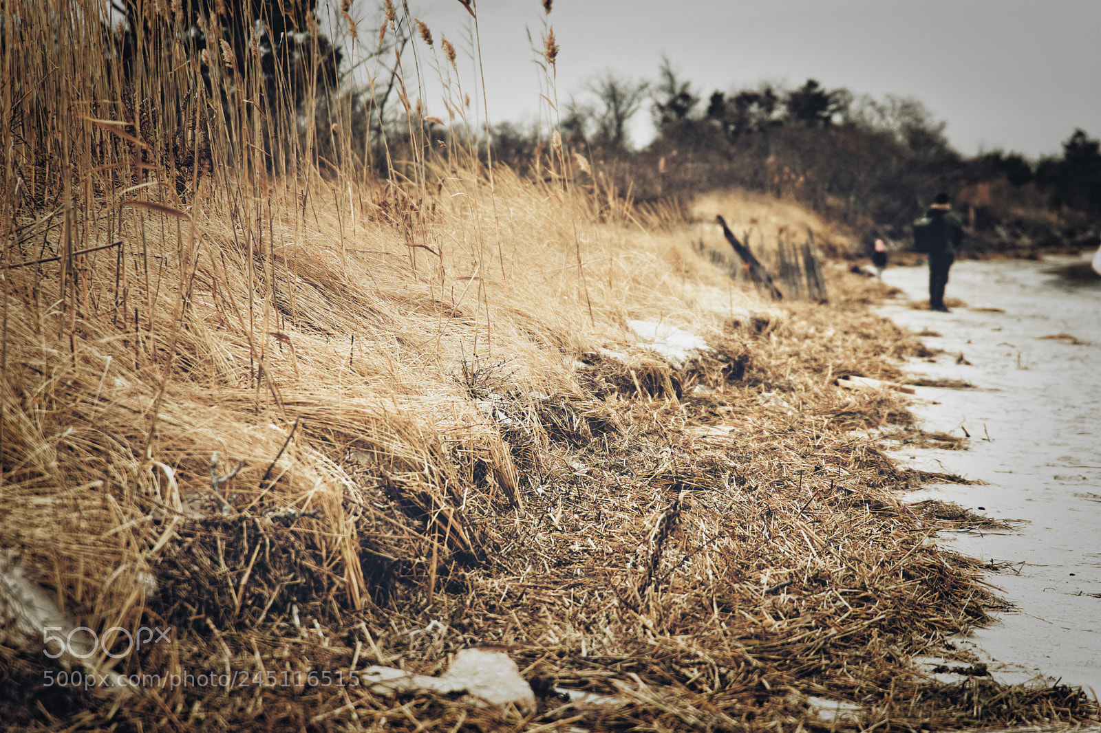 Nikon D7200 sample photo. The reeds photography