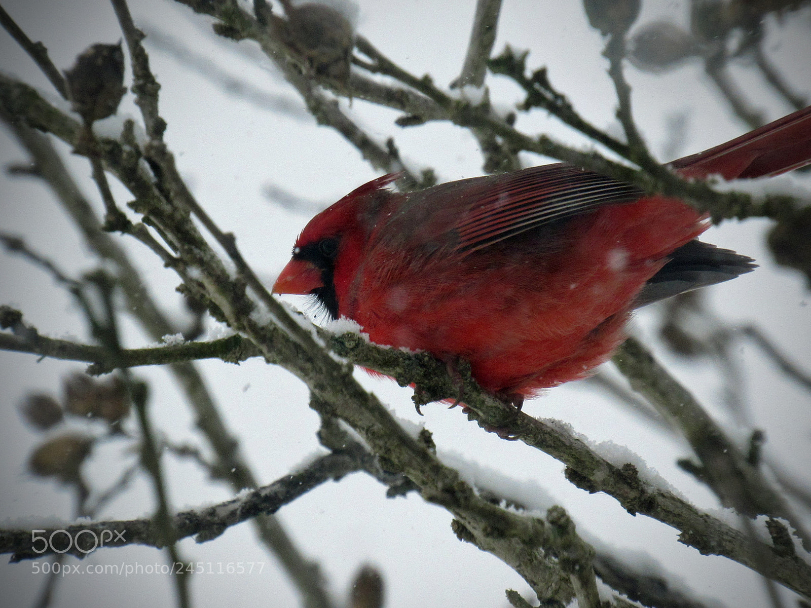 Canon PowerShot SX530 HS sample photo. Red among white photography