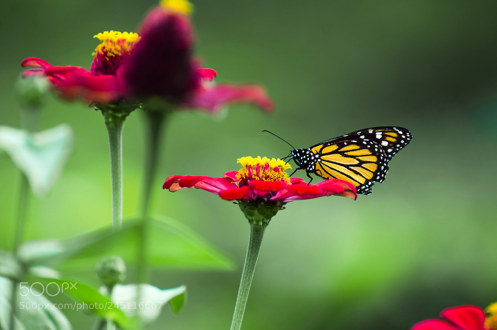 Nikon D3200 sample photo. Monarch butterfly photography