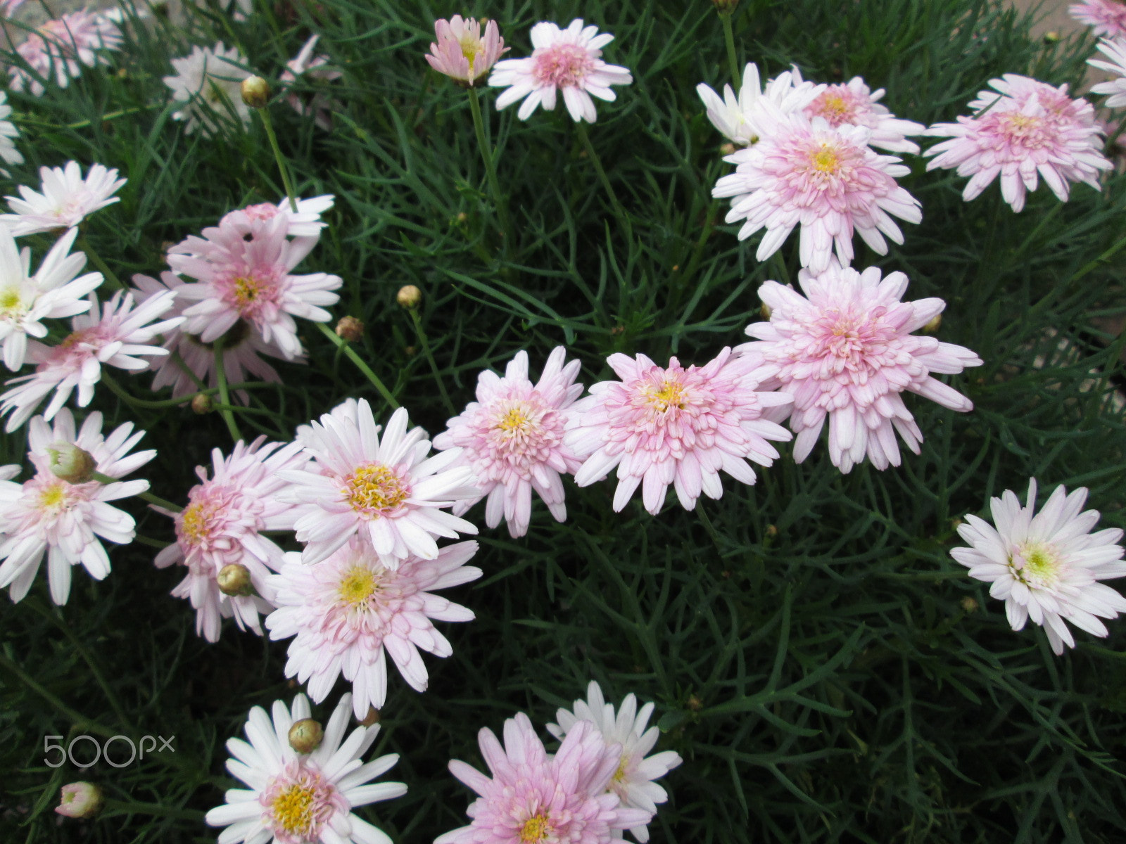 Canon PowerShot A810 sample photo. Img photography