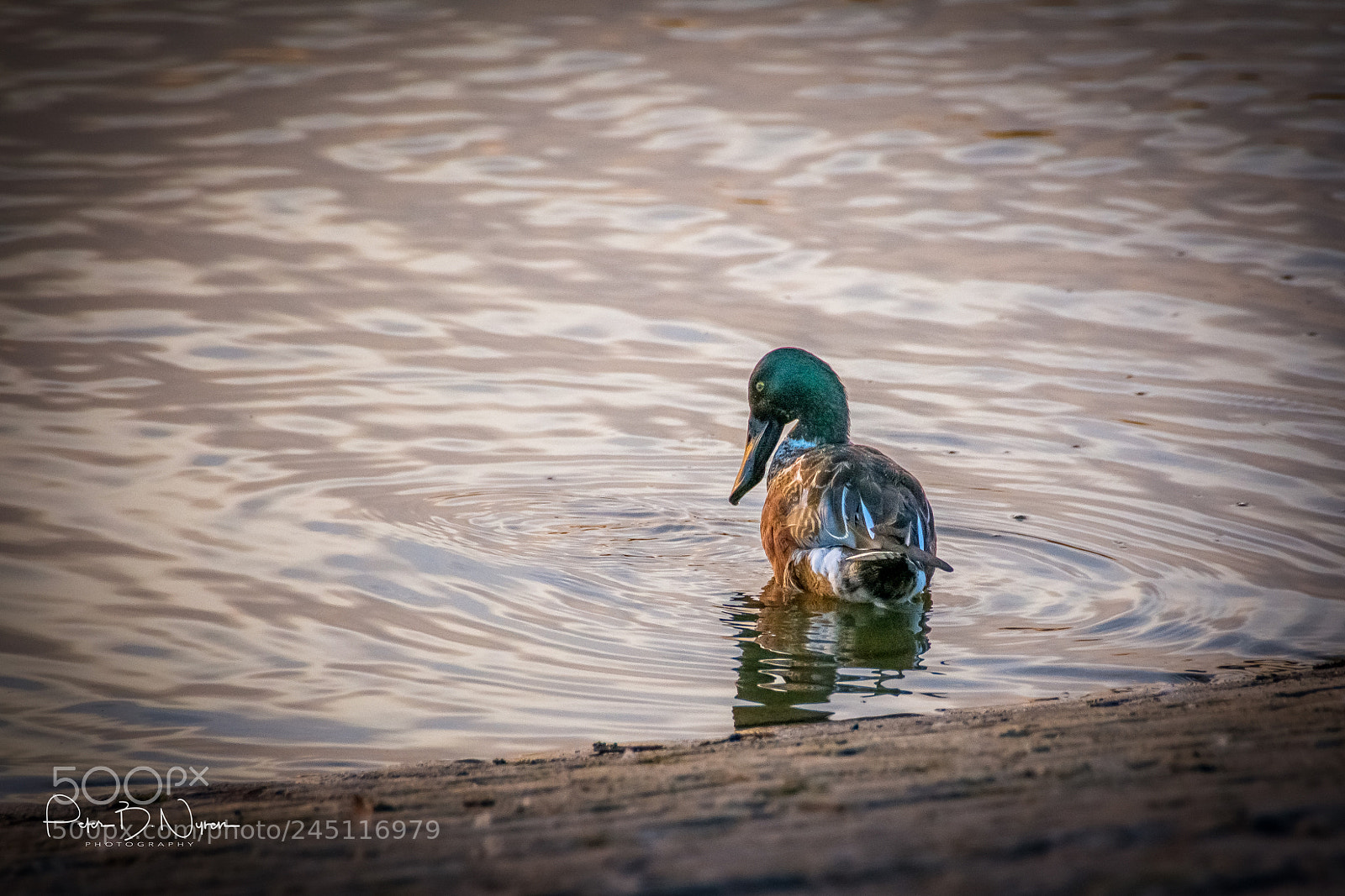 Nikon D7100 sample photo. Northern shoveler photography