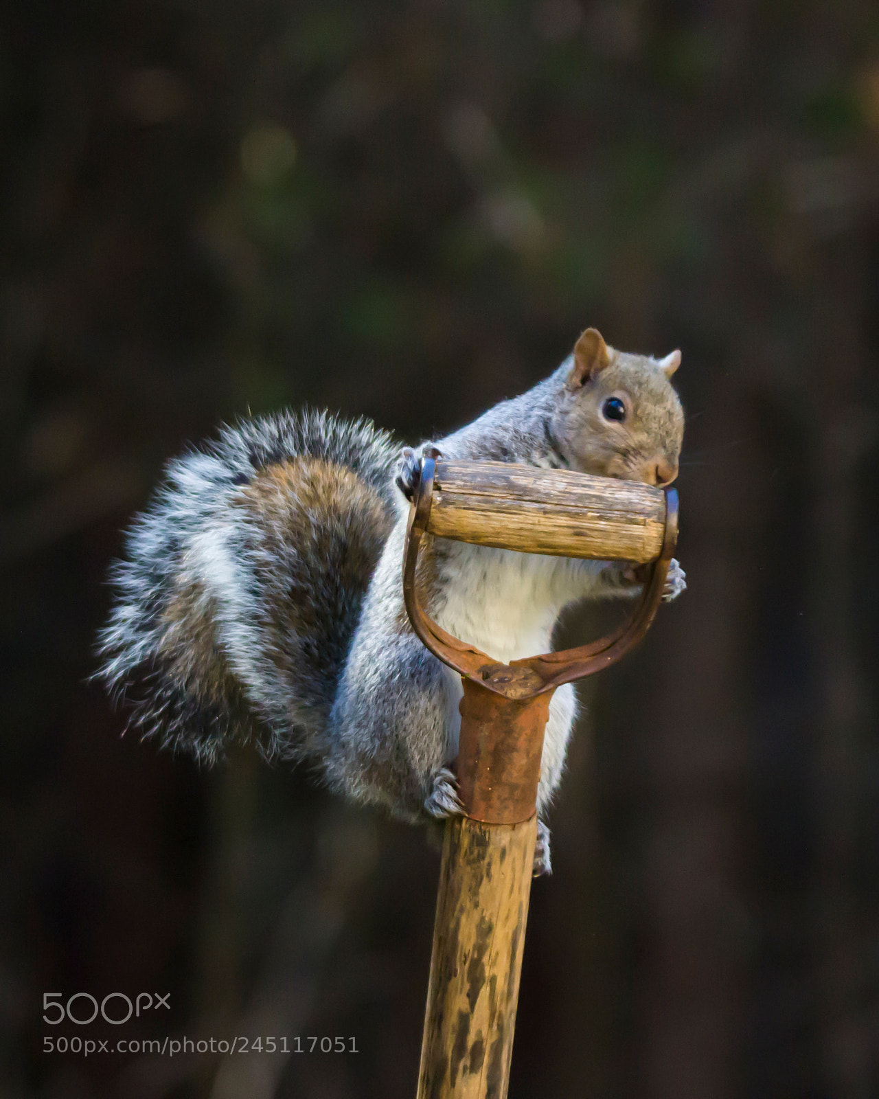 Canon EOS 60D sample photo. Getting a handle on photography