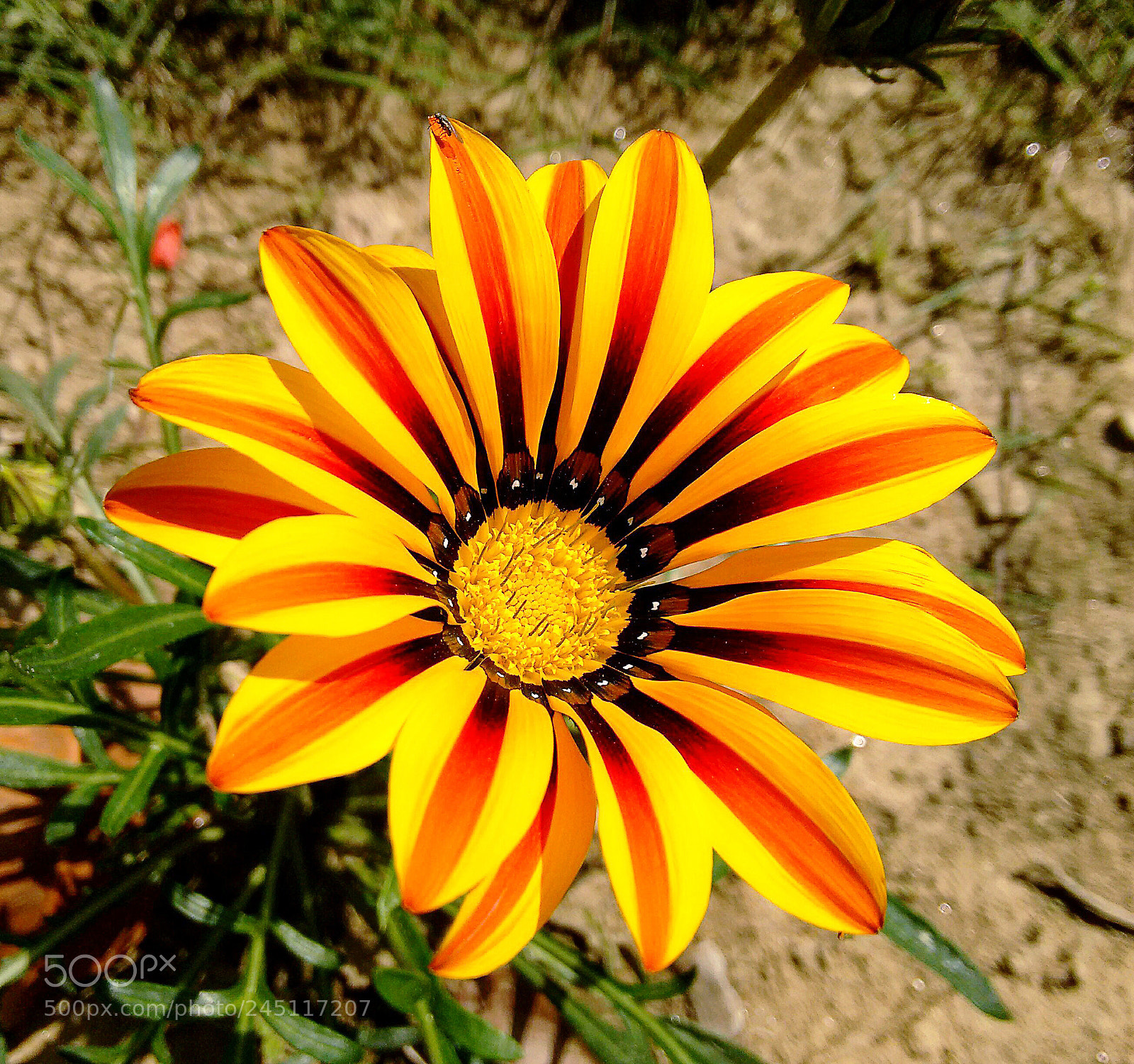 Motorola Moto G (2nd Gen) sample photo. Flower close up photography