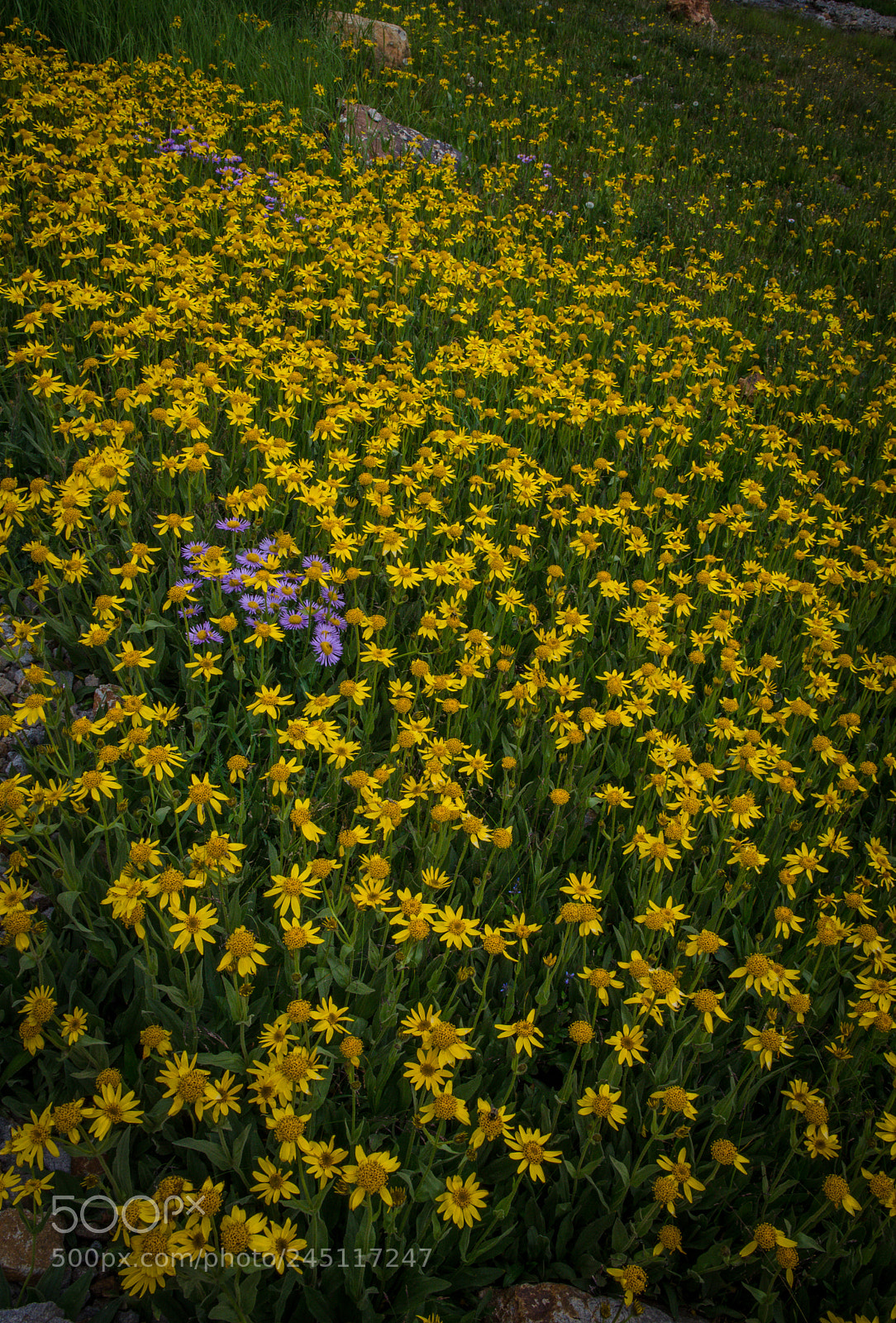 Nikon D7000 sample photo. Yellow mountain daisies with photography