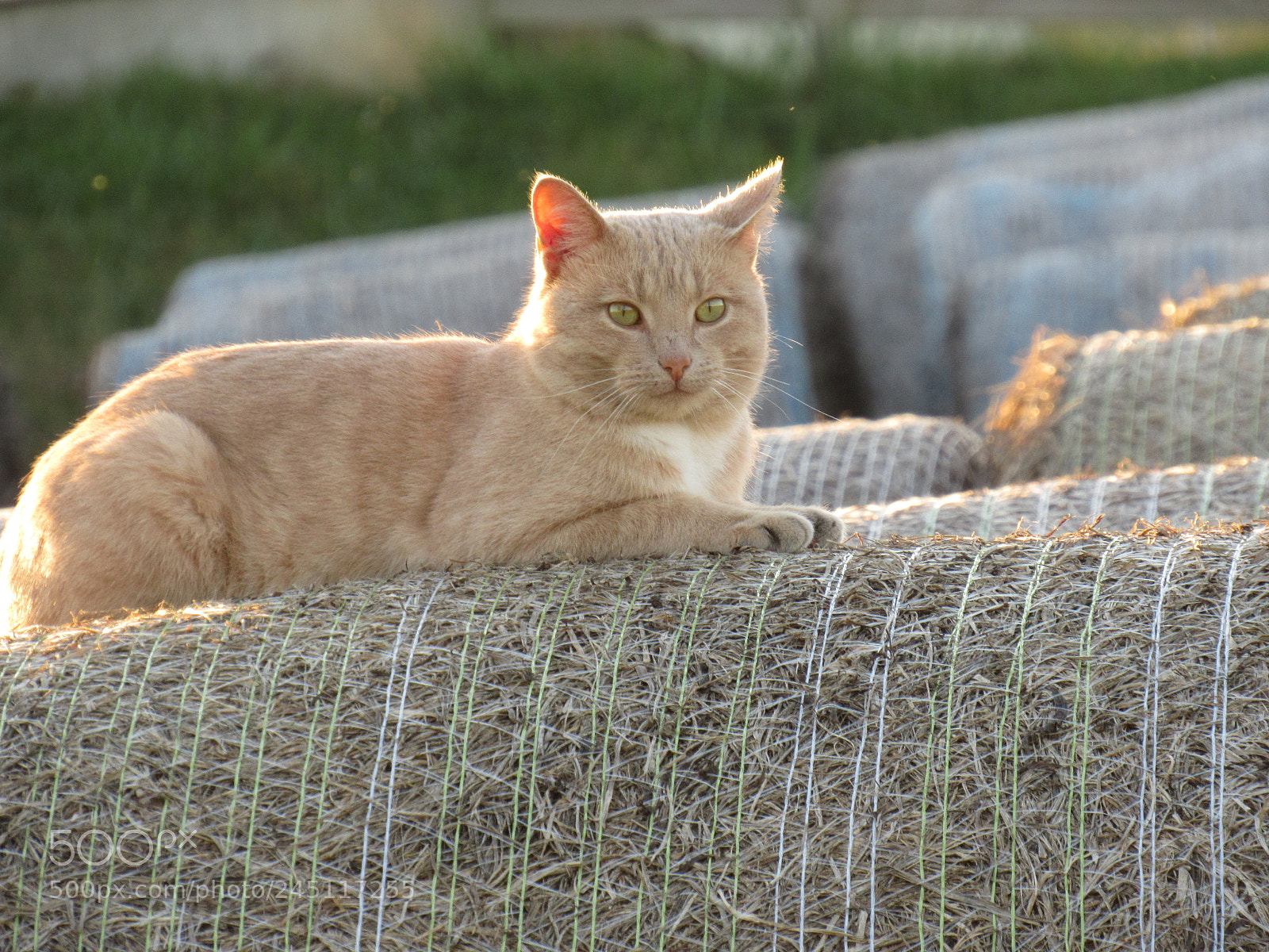 Canon PowerShot SX530 HS sample photo. King in his mind photography
