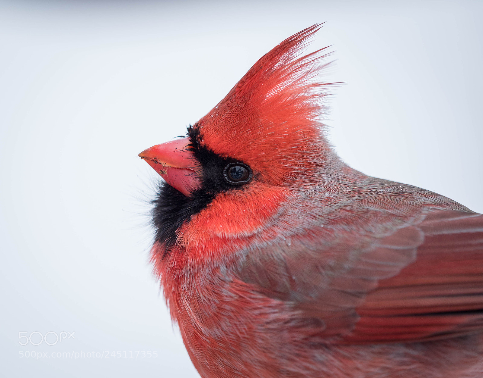 Olympus OM-D E-M1 Mark II sample photo. Northern cardinal photography