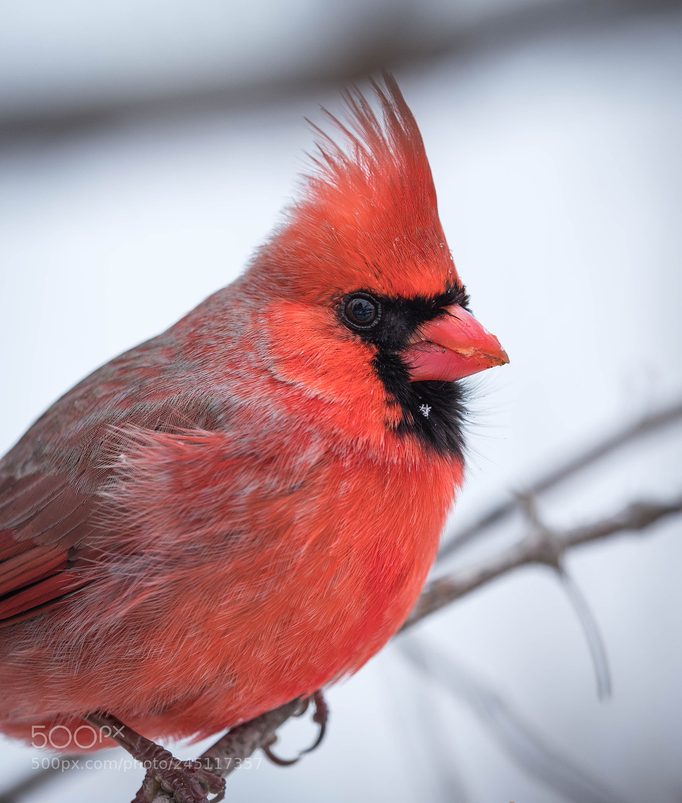 Olympus OM-D E-M1 Mark II sample photo. Northern cardinal photography