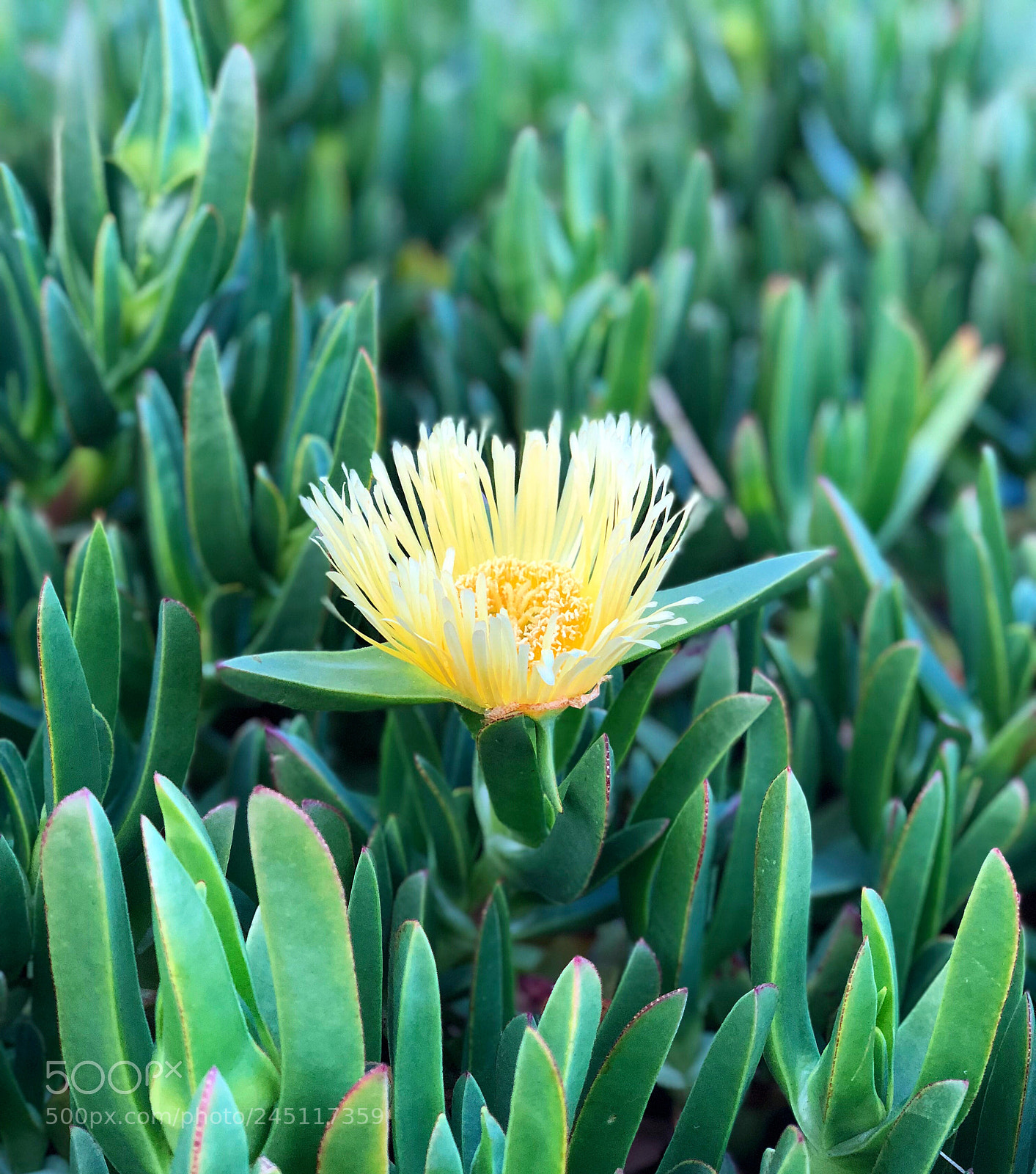 Apple iPhone X sample photo. Flower photography