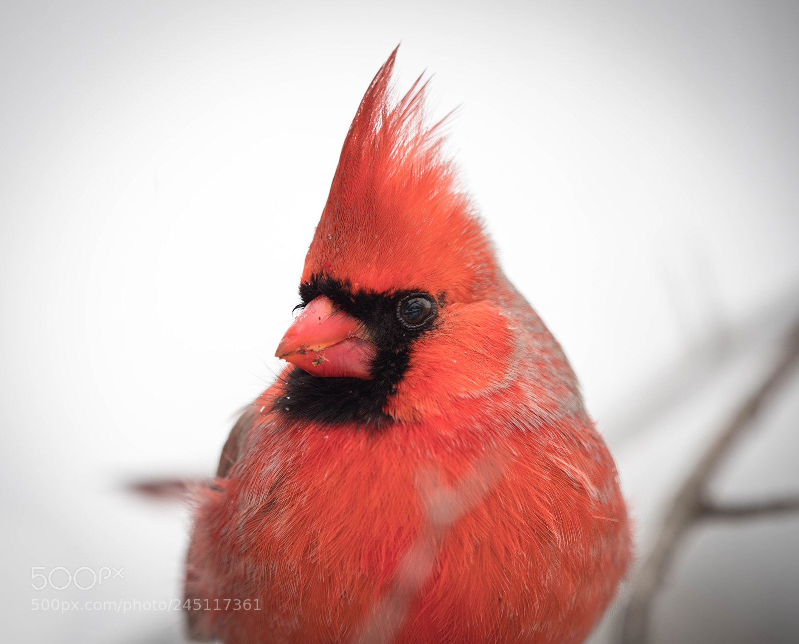 Olympus OM-D E-M1 Mark II sample photo. Northern cardinal photography