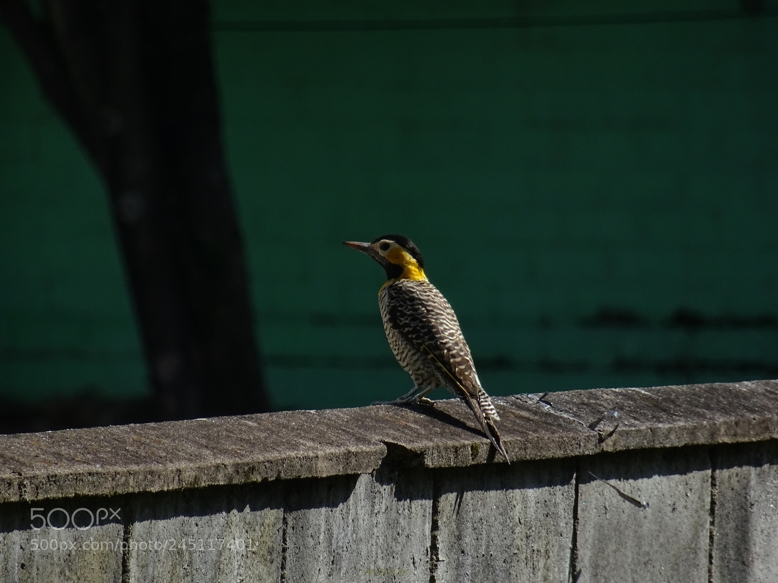 Sony DSC-HX60V sample photo. Visitante na escola photography