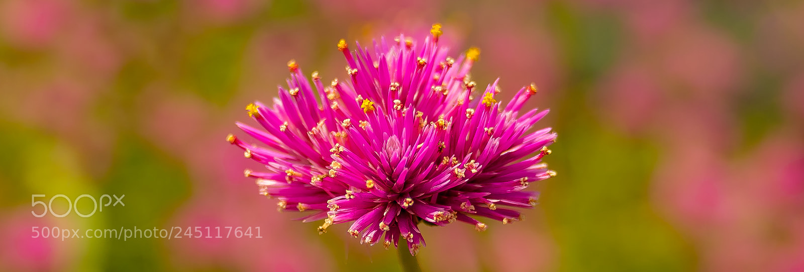 Sony a7R II sample photo. Amaranth photography